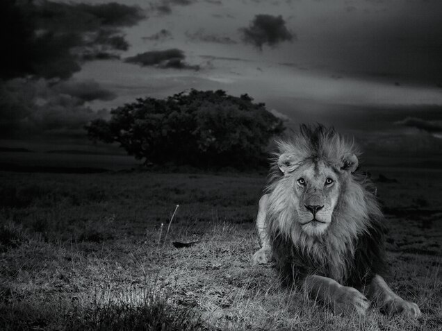Serengeti Lions