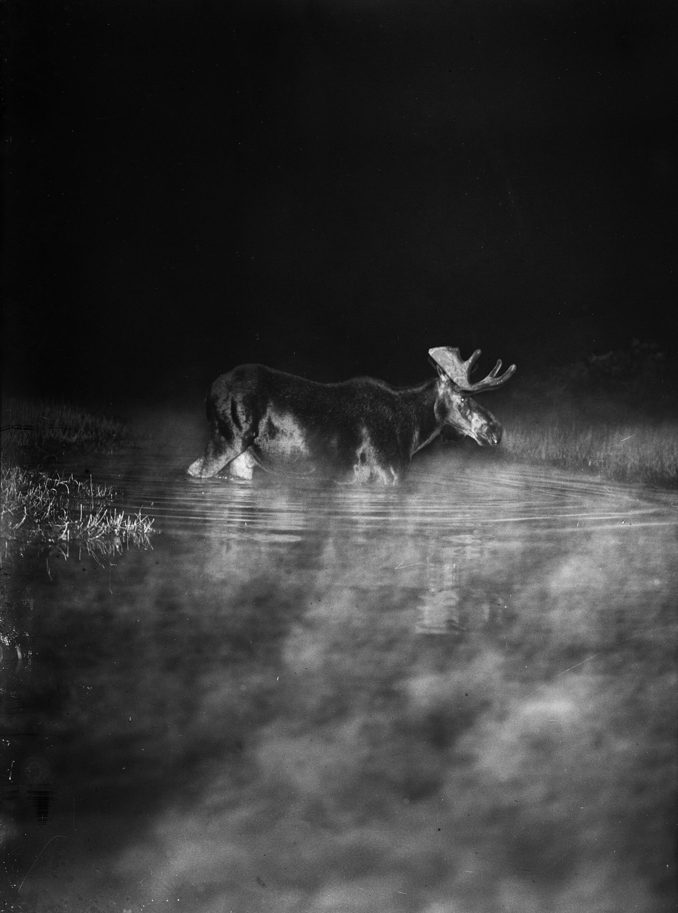 Moose in the mist, Minnesota, 1909