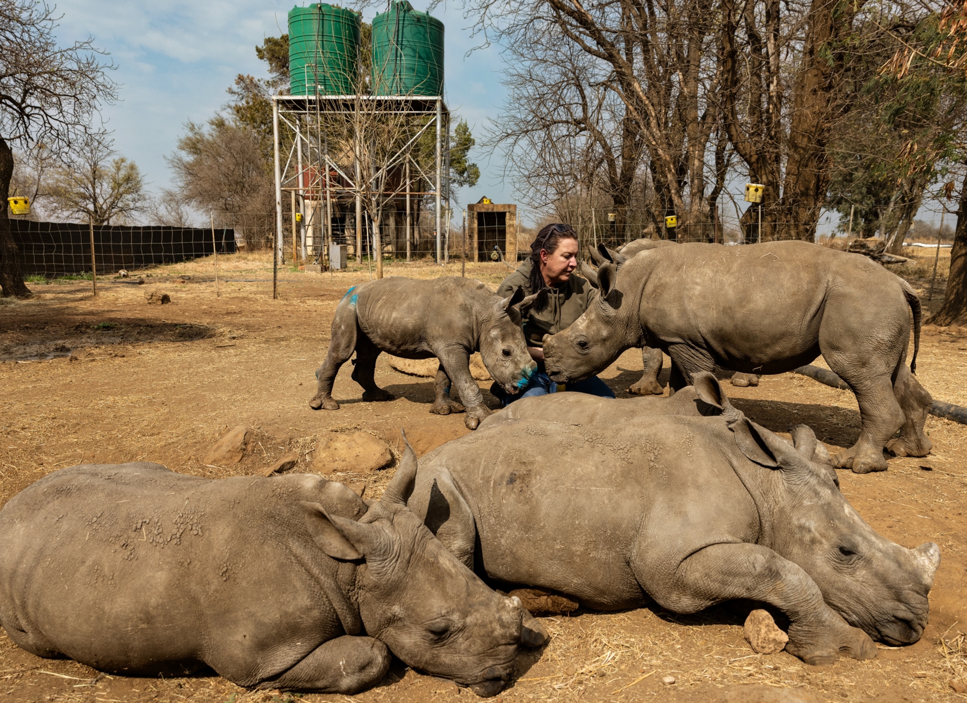 Two baby rhinos lay on the ground in a fenced off area while three other baby rhinos are behind them standing with their heads in near a woman kneeling on the ground.