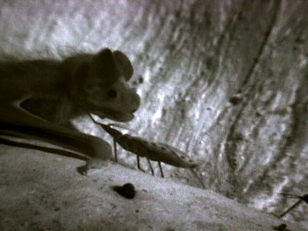 Giraffe Assassin Bugs Catch Spiders By Dampening Web Vibrations