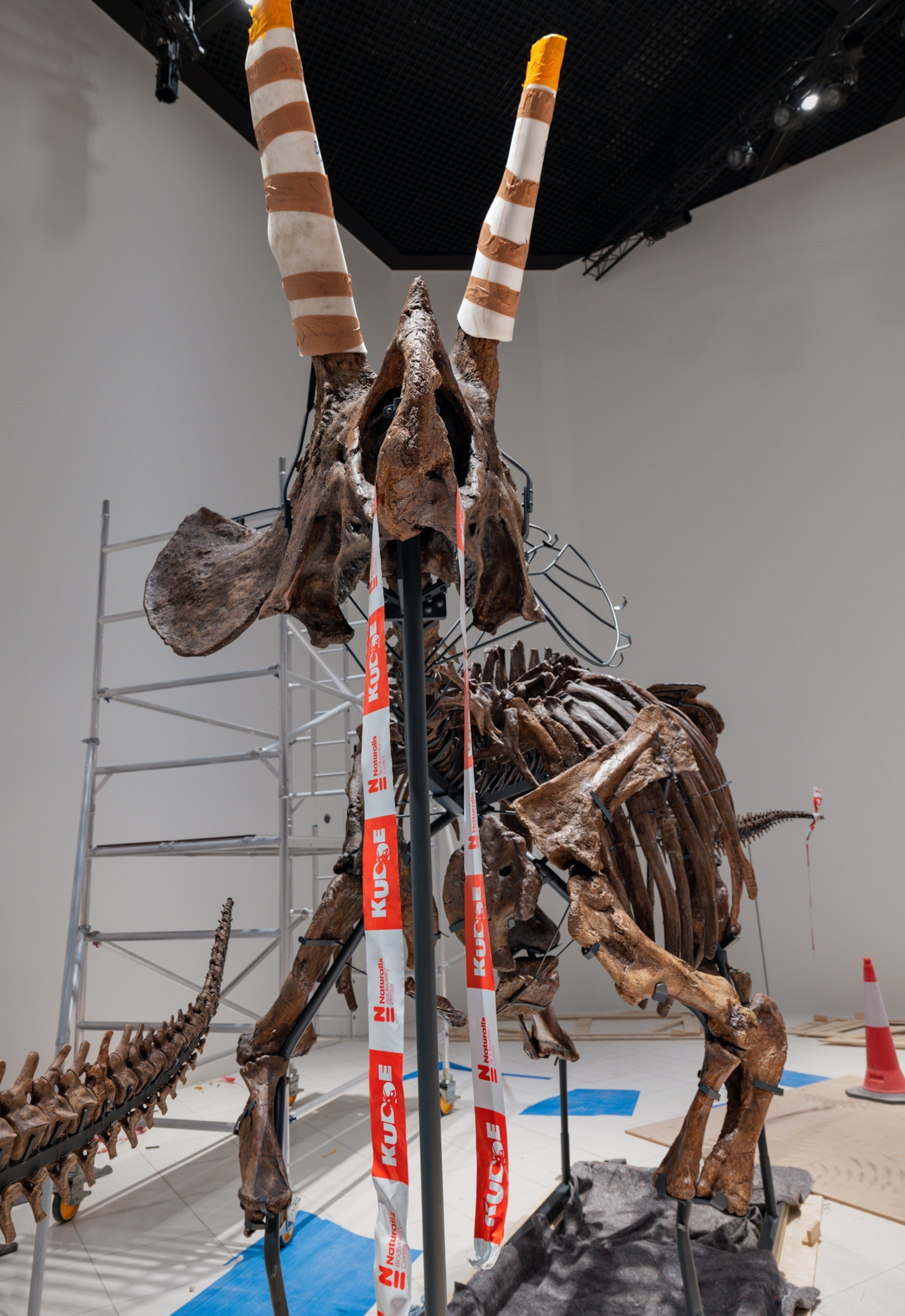 Front view of a triceratops skeleton being assembled in a white room with scaffolding, tape, and wooden boards in the background.