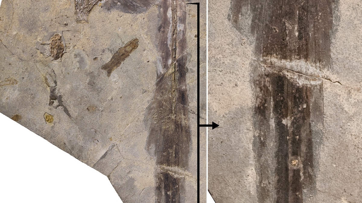 Long Tail Feathers Adorned Four-Winged Dinosaur | National Geographic