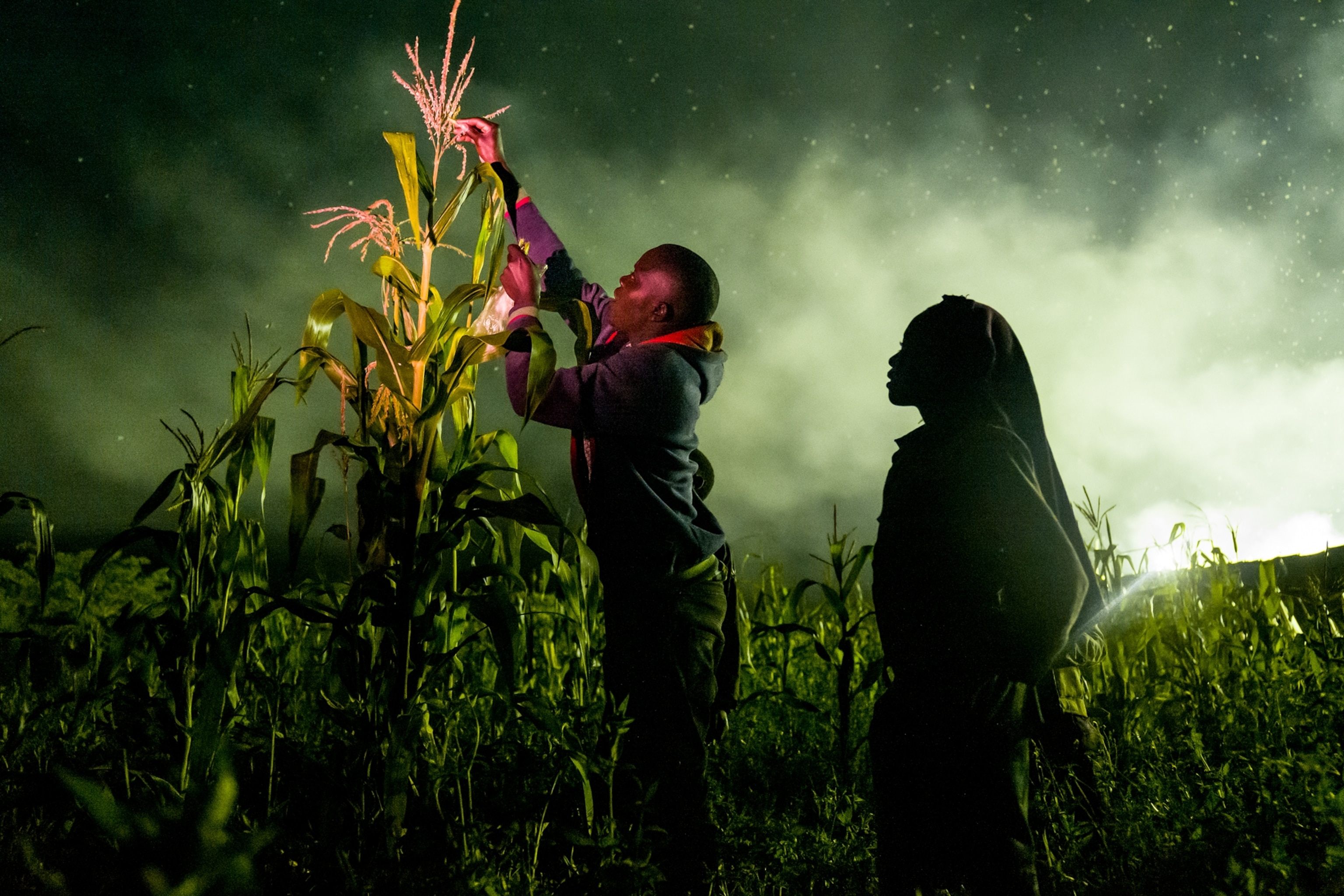 Picture of a man plucking a cricket from a tall plant at night. Behind him, a silhouetted woman stands watching.