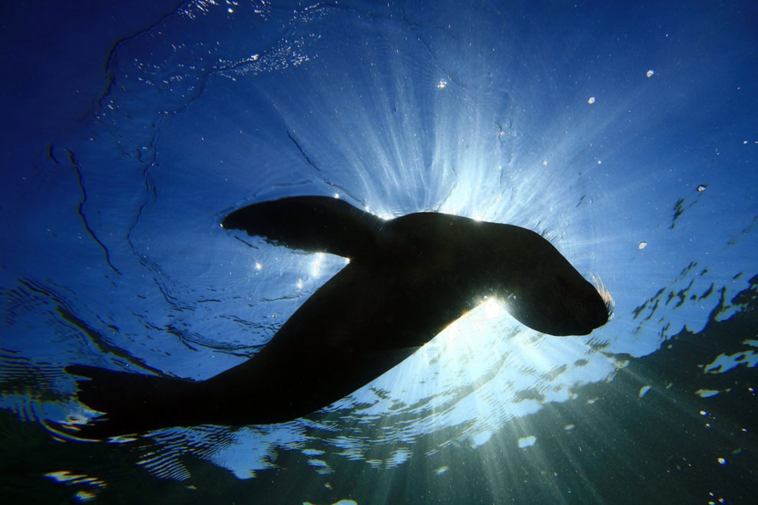 Sea lion in Los Islotes, La Paz, Mexico