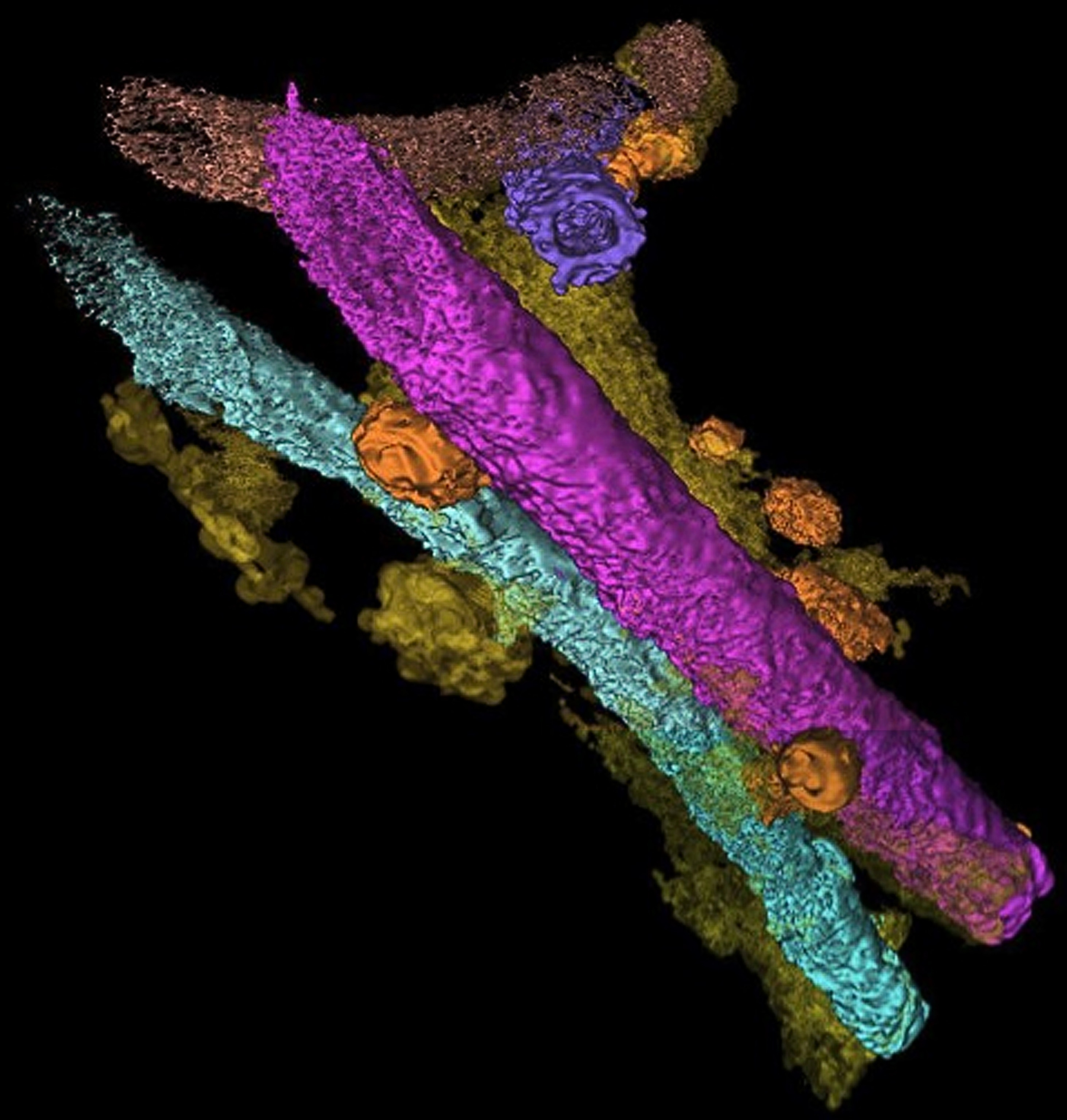 A 3D reconstruction of fossilized bacteria.