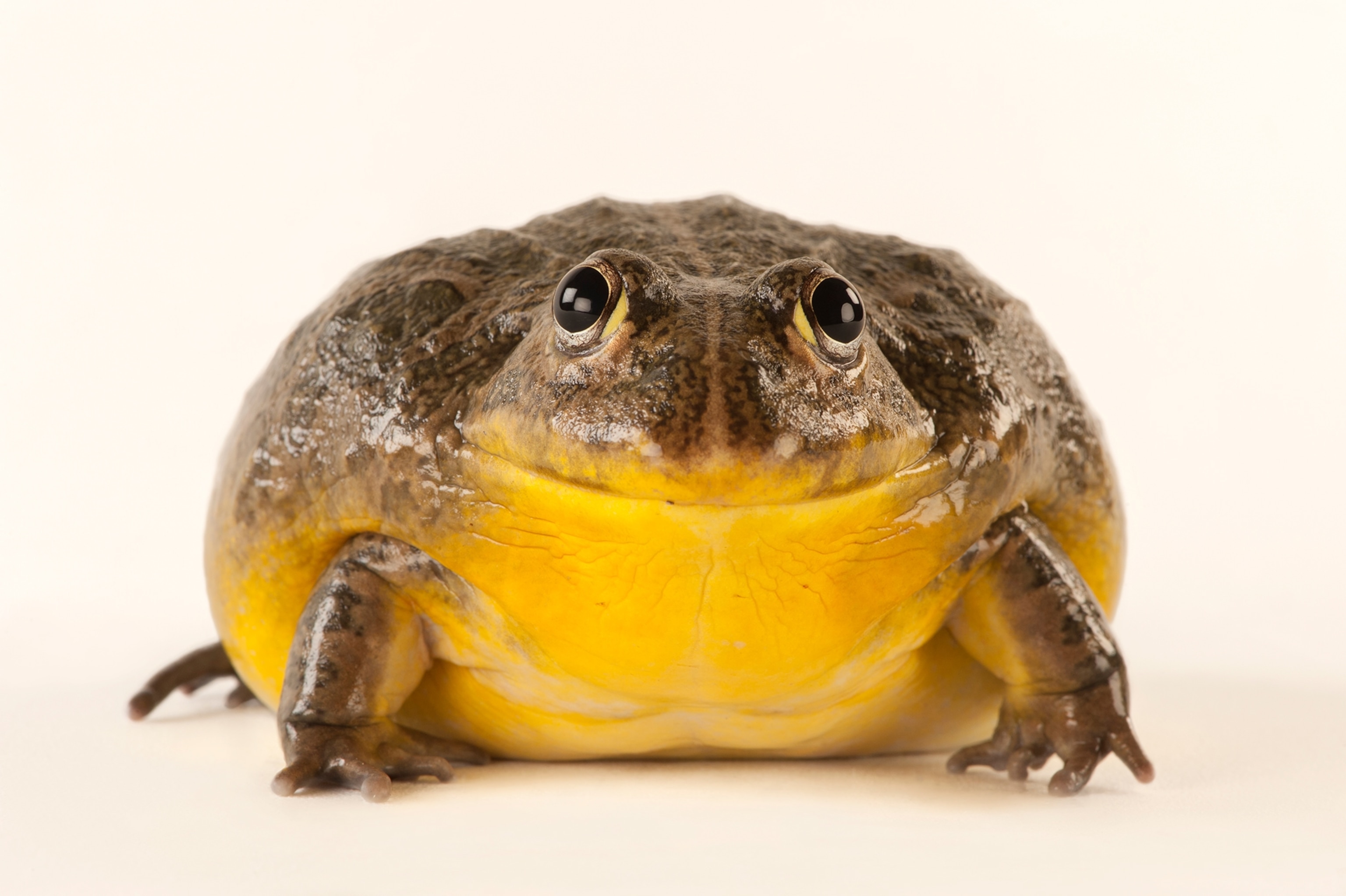 an African bullfrog taken at the Omaha Zoo
