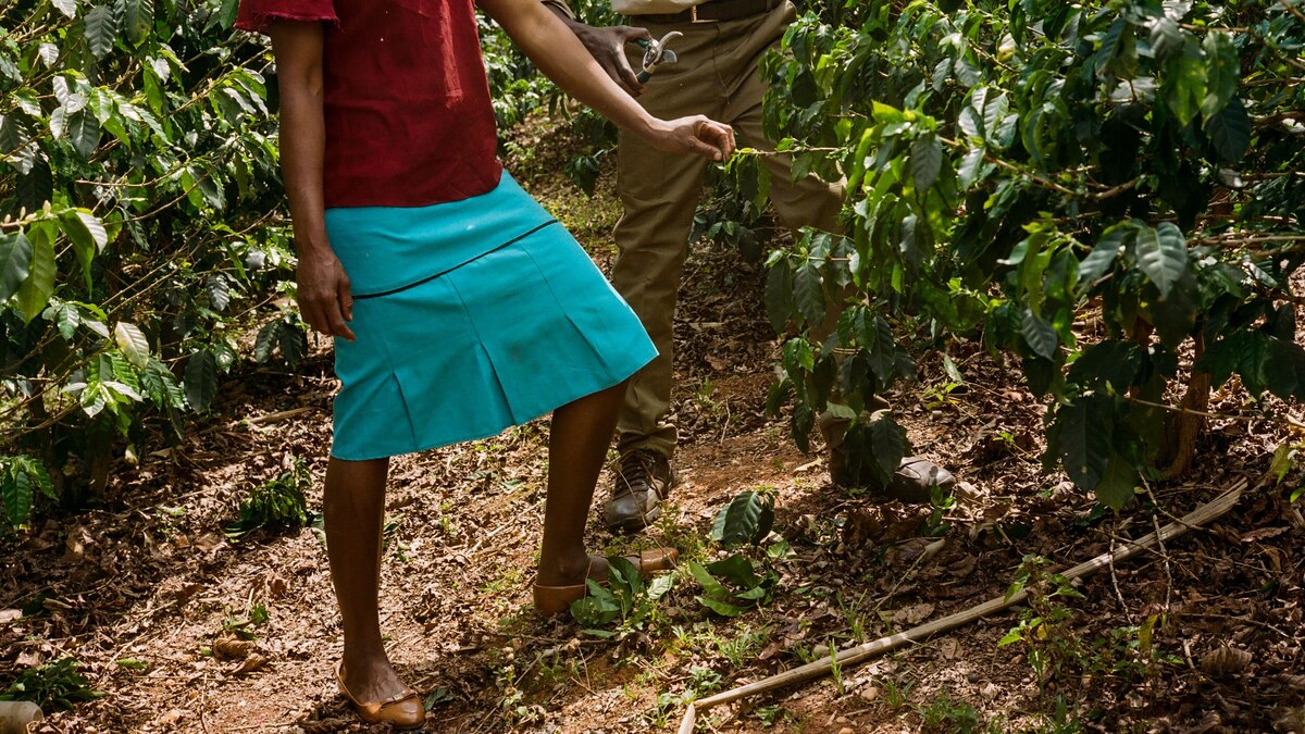 Revitalizing Zimbabwe’s coffee farms through education