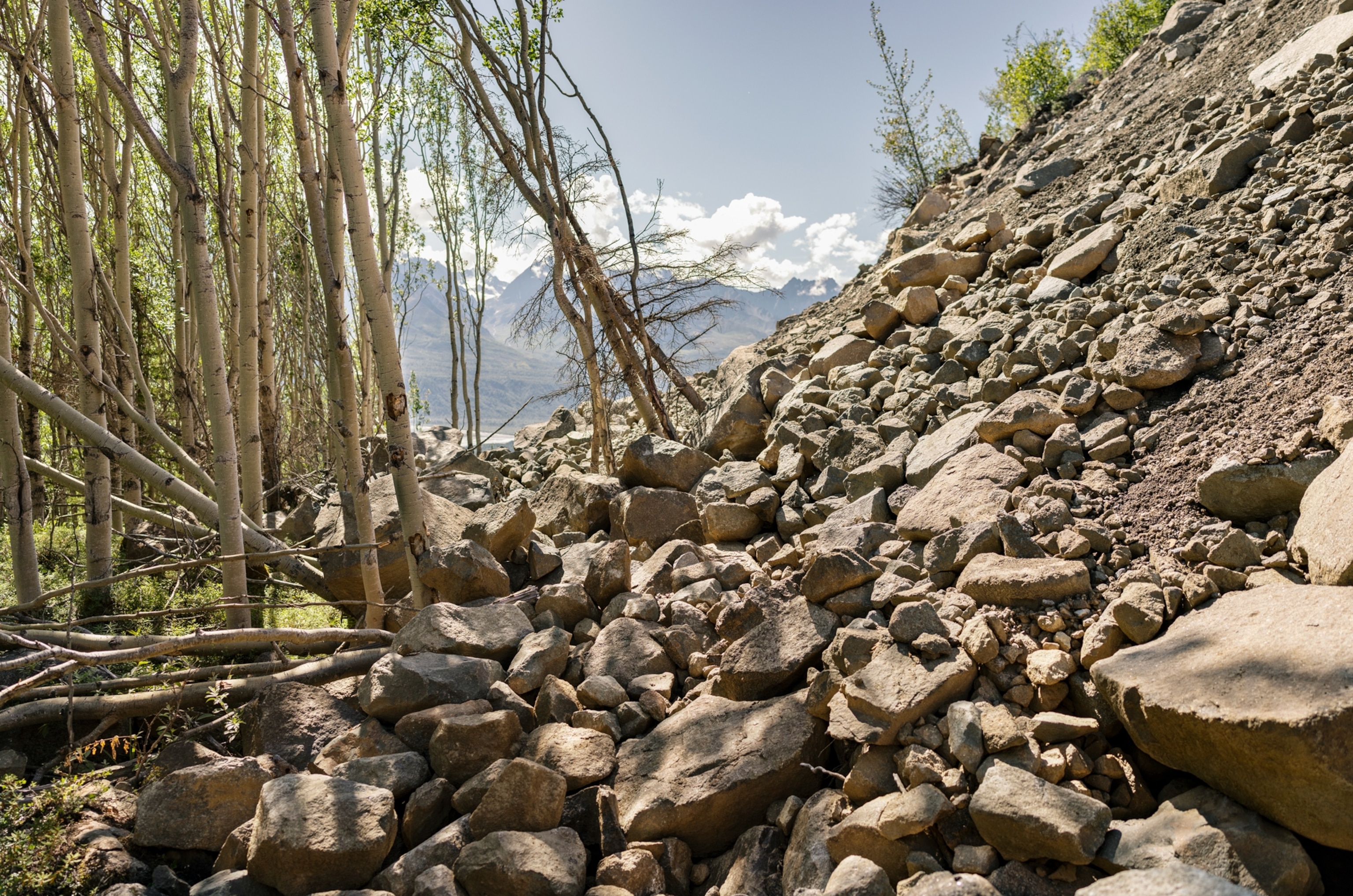 A slow-moving landslide collides with a thicket of trees, toppling them.