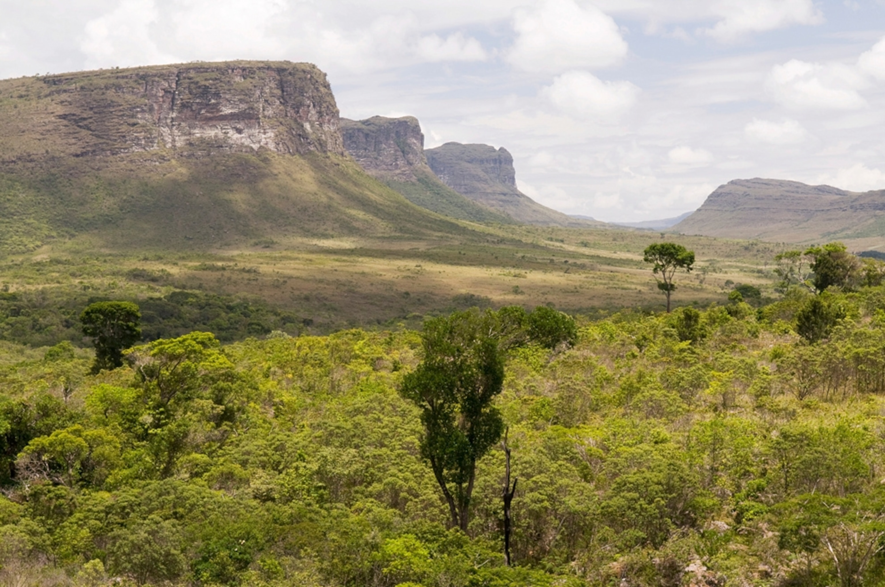 Brazil forest picture: one of the ten most threatened forests on Earth Day