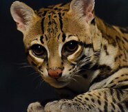 How Tall Is An Ocelot