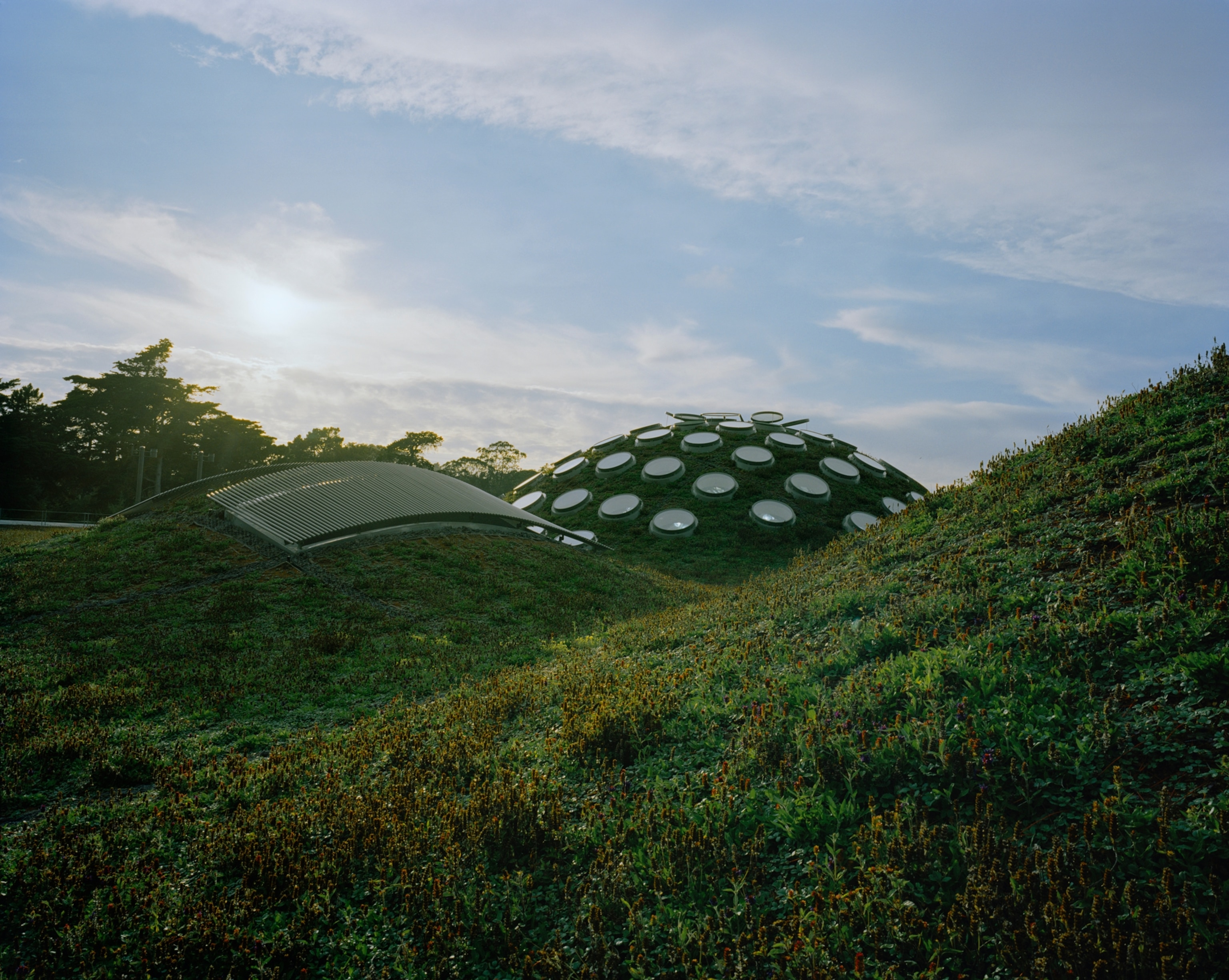 hillocks crowning the California Academy of Sciences building in San Francisco