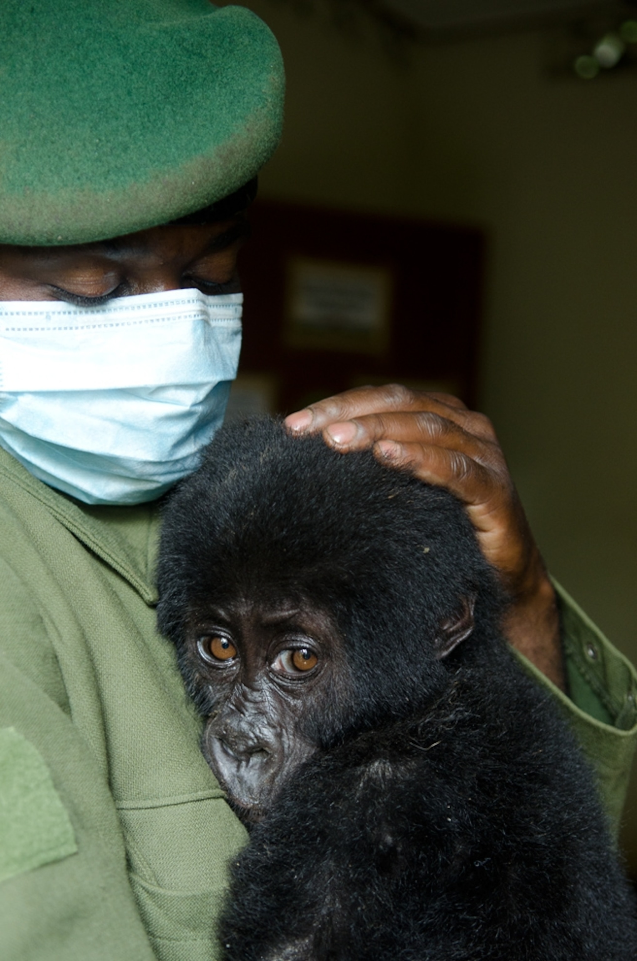Baby gorilla picture: Shamavu with the ranger who rescued him from poachers near Virunga National Park, Congo