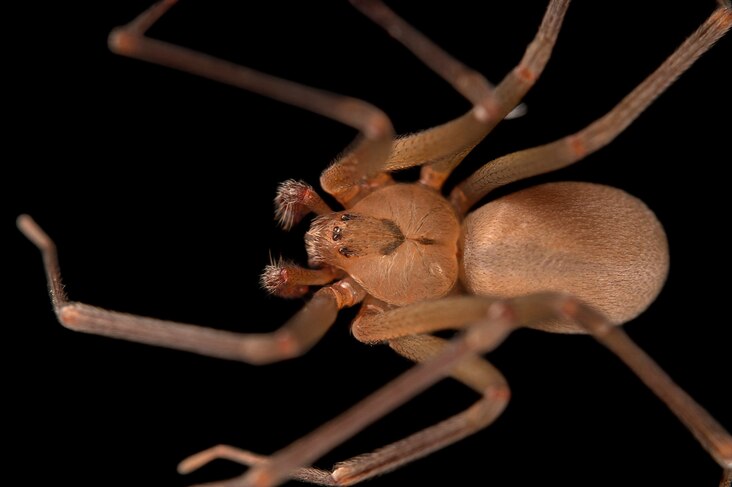 <p>The Texas recluse spider, like other species of recluses, is believed to have necrotic venom.</p>
