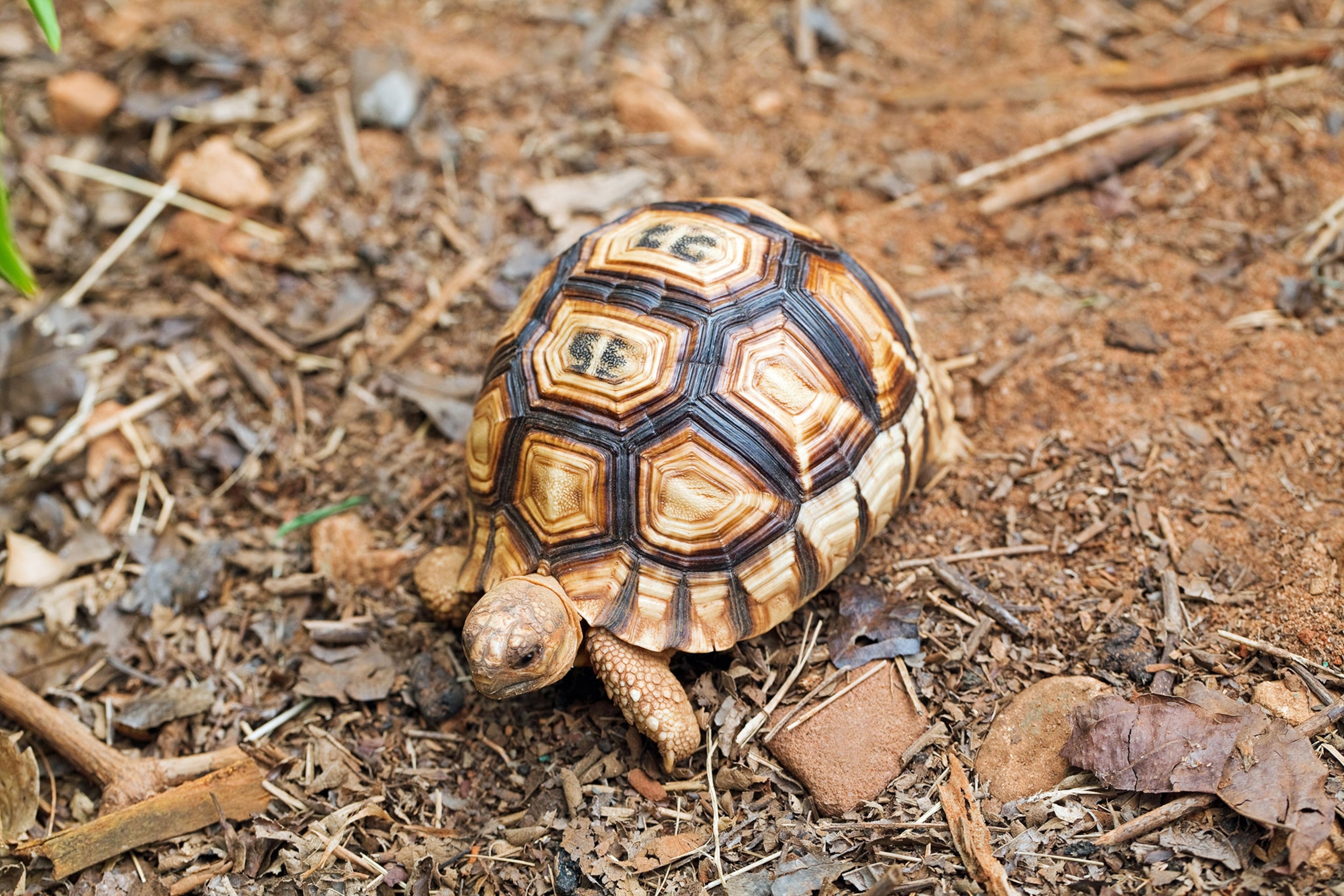 Angonoka tortoise