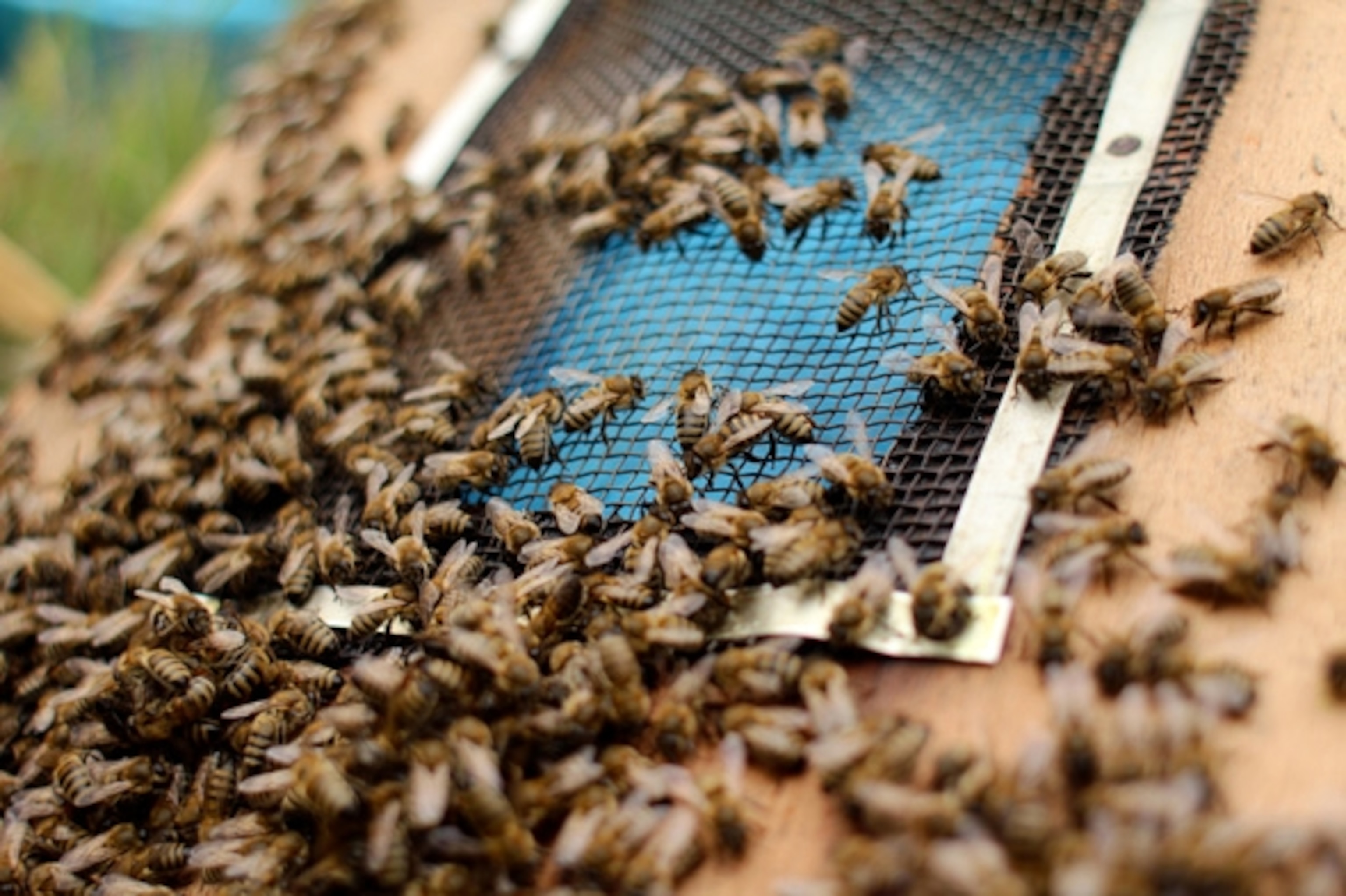 A bee grate, one of many creative strategies employed by beekeepers in northeastern Turkey to maximize apian comfort and productivity.  (Photograph by Claire Bangser)