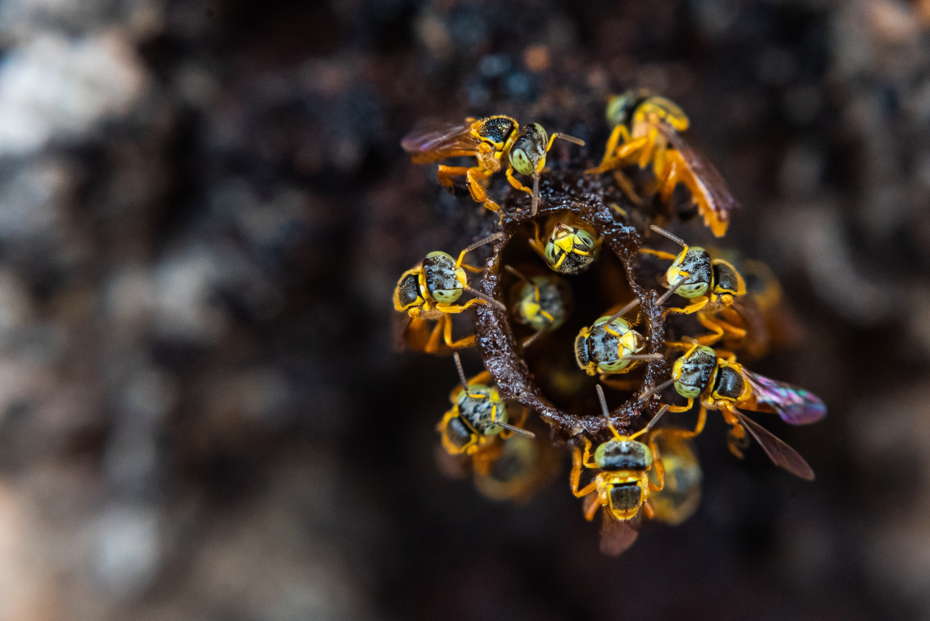 Cluster of bees at the round entrance of their hive.