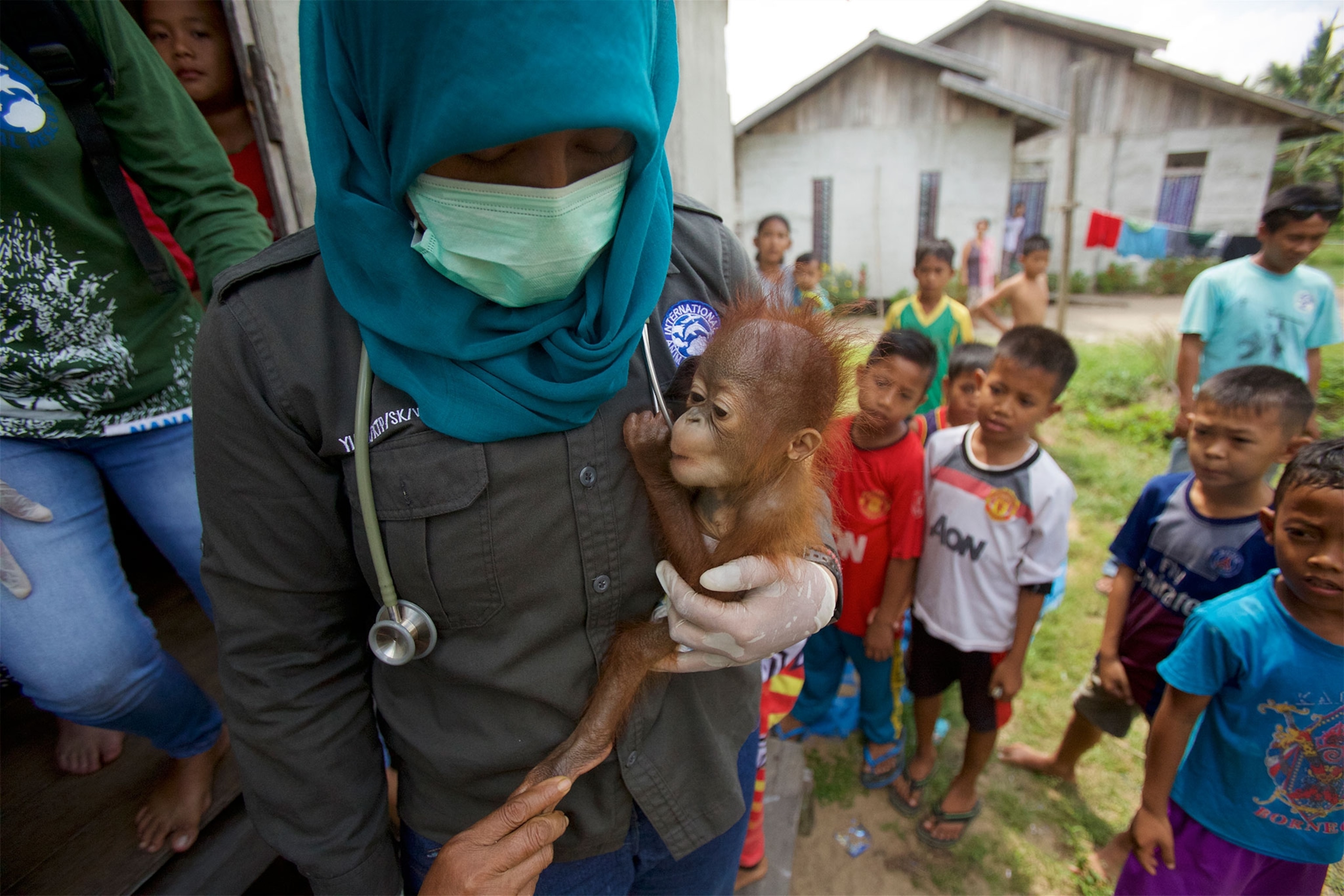 a rescued baby orangutan