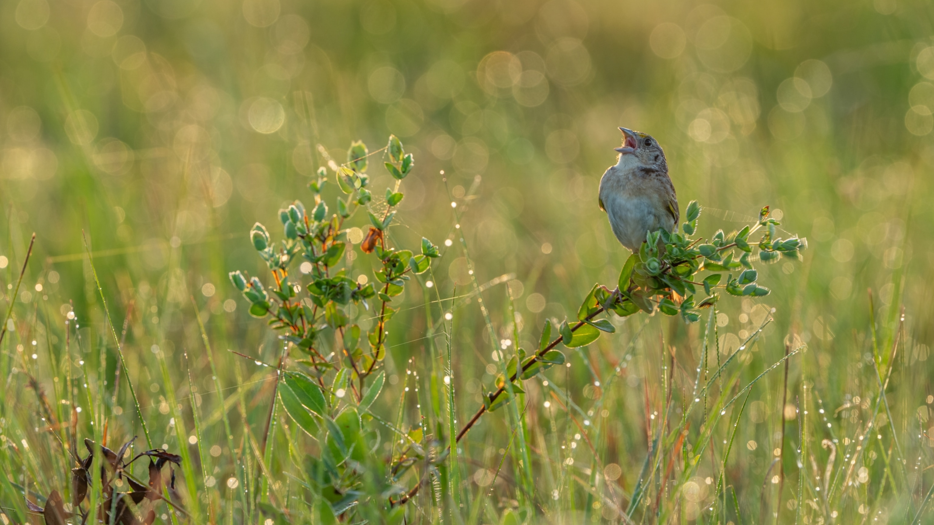 The unlikely comeback of America’s most endangered songbird