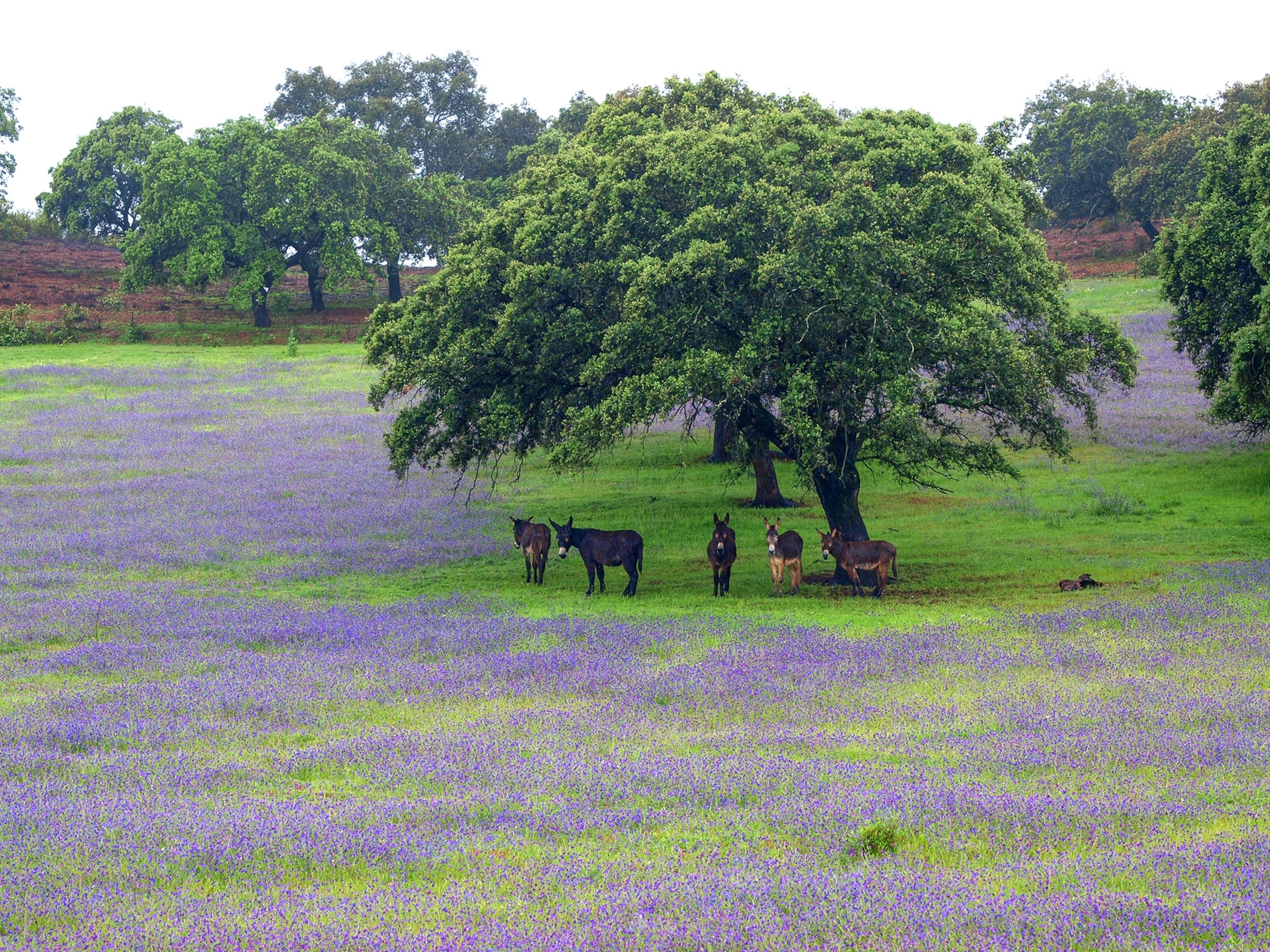 A tree with donkeys under it.