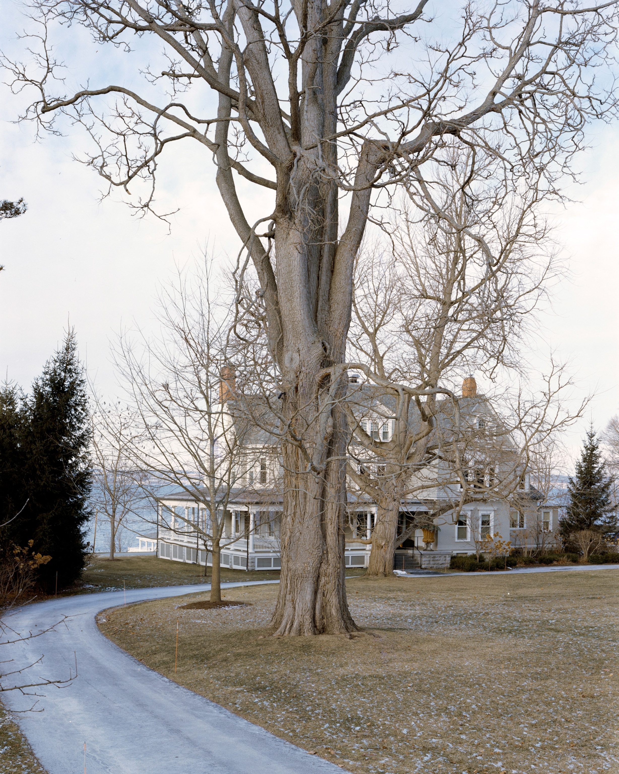 This Kentucky Coffeetree is recognized as the largest known of its species in NYS.