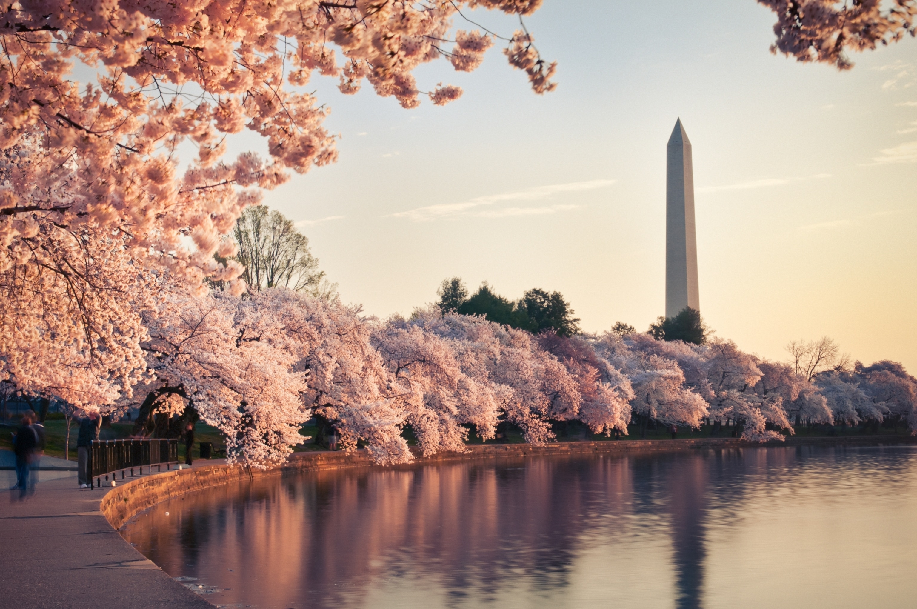 Blooming cherry blossoms with the Washington Monument in the distance.