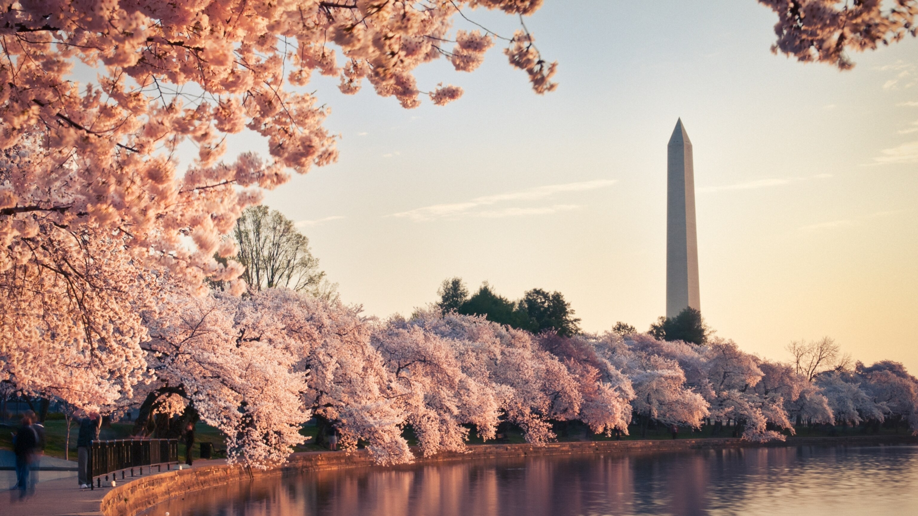 The surprising genetic reason why cherry blossoms bloom at the same time