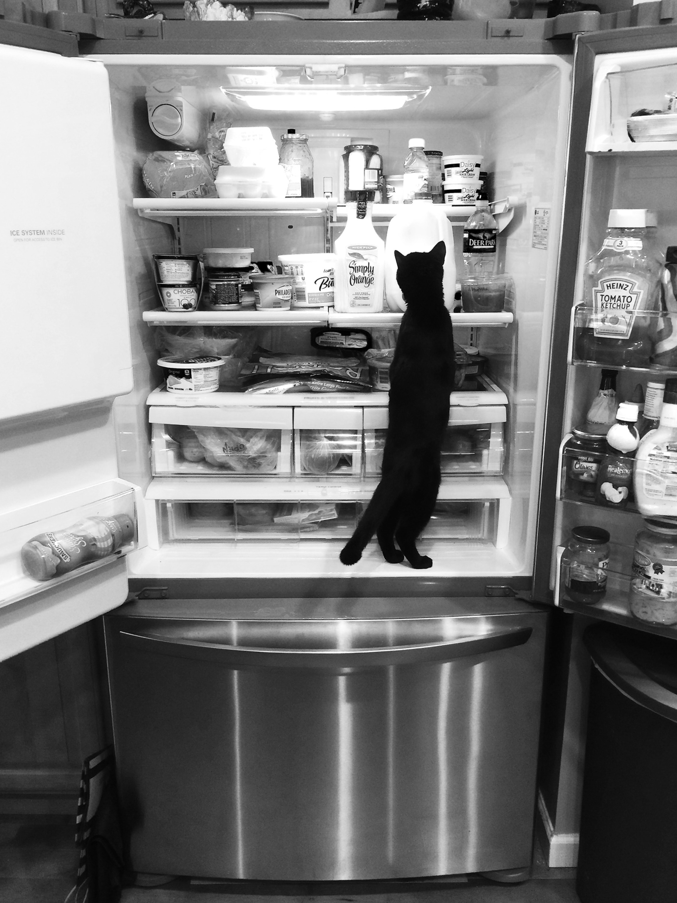 New kittens must explore every inch of their new home.