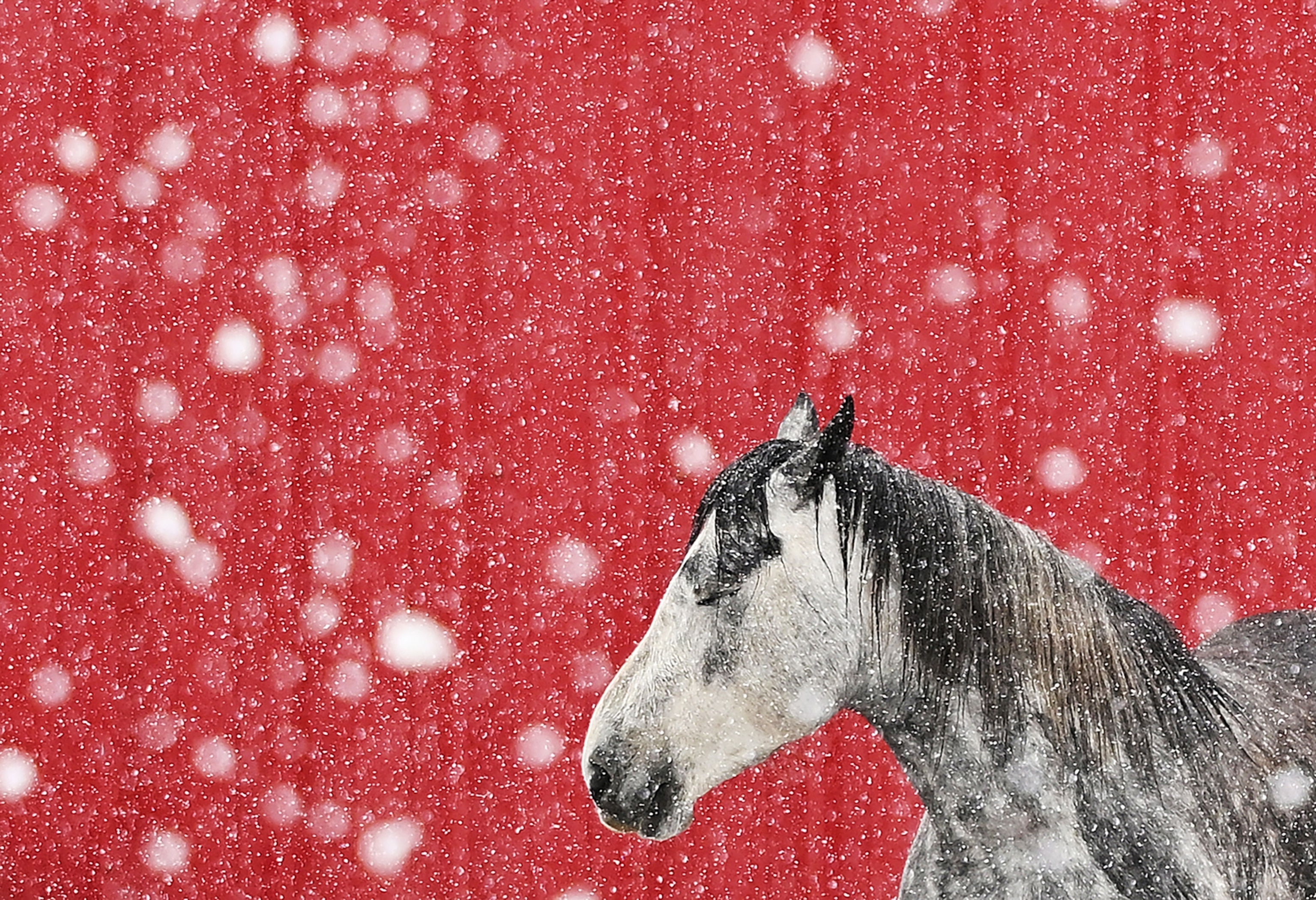 A horse with white and black hair stands in front of a red barn while snow falls.