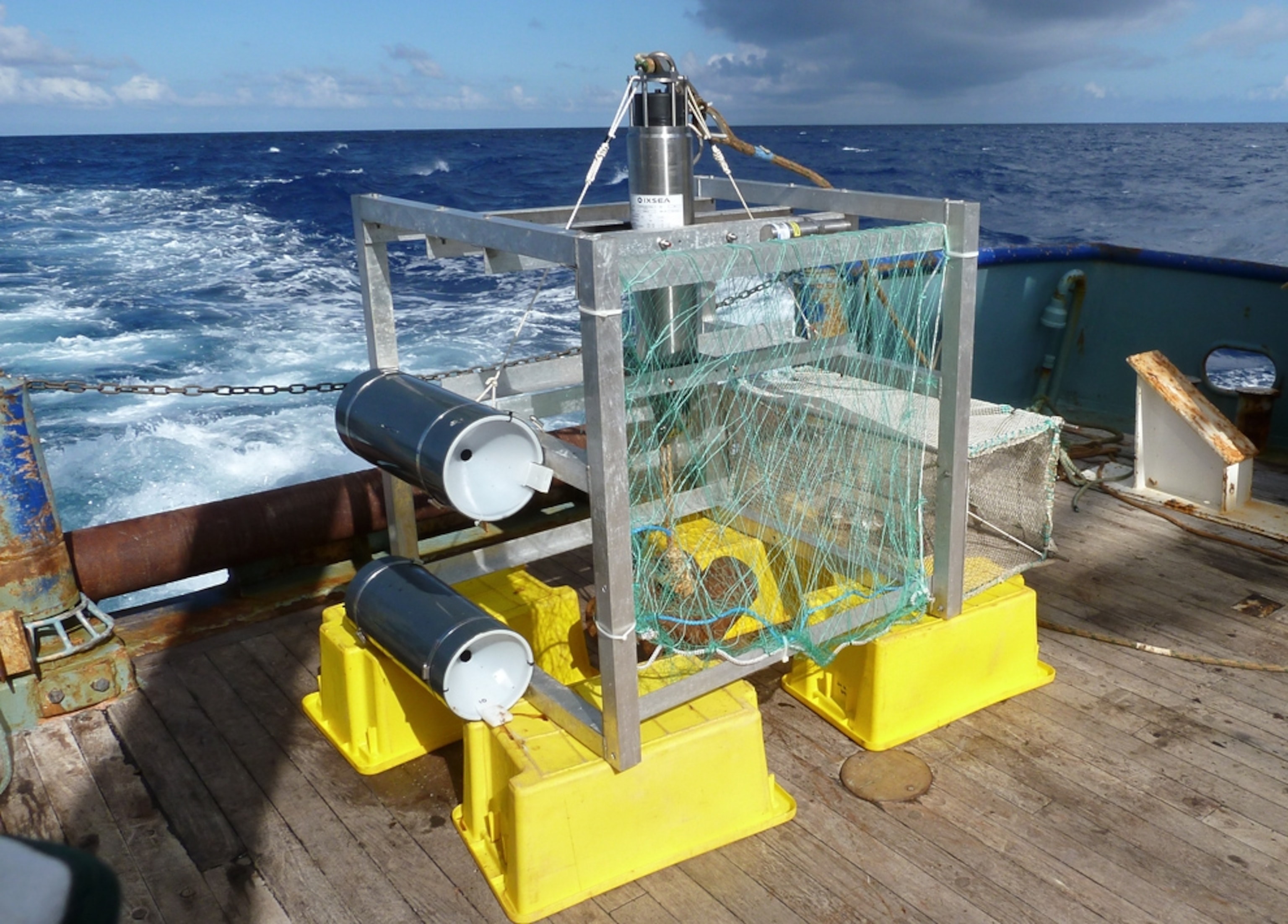 Deep-sea trip picture: caught supergiant amphipods off New Zealand in a trench