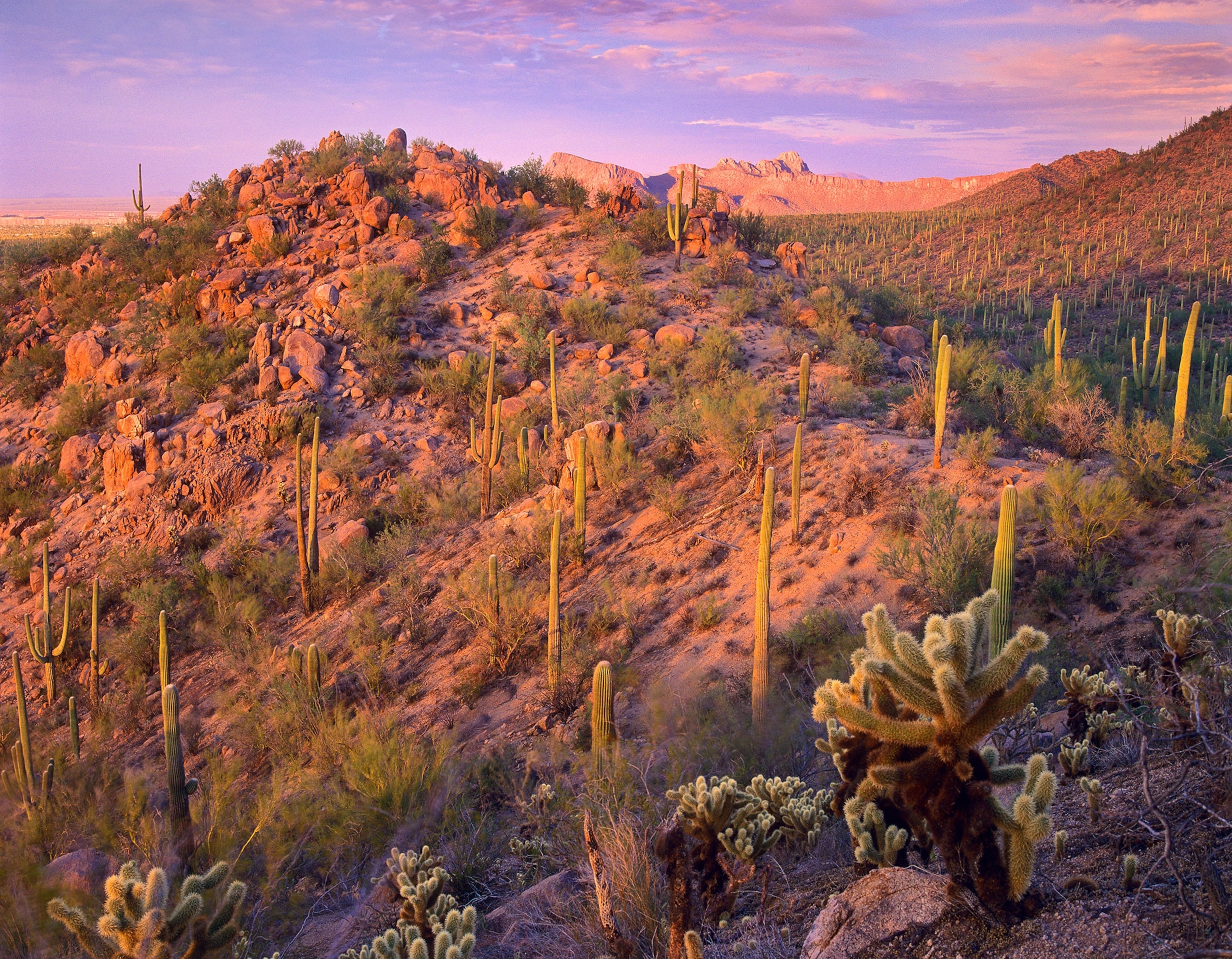 Panther and Safford Peaks covered with Saguaro and Teddybear Cholla