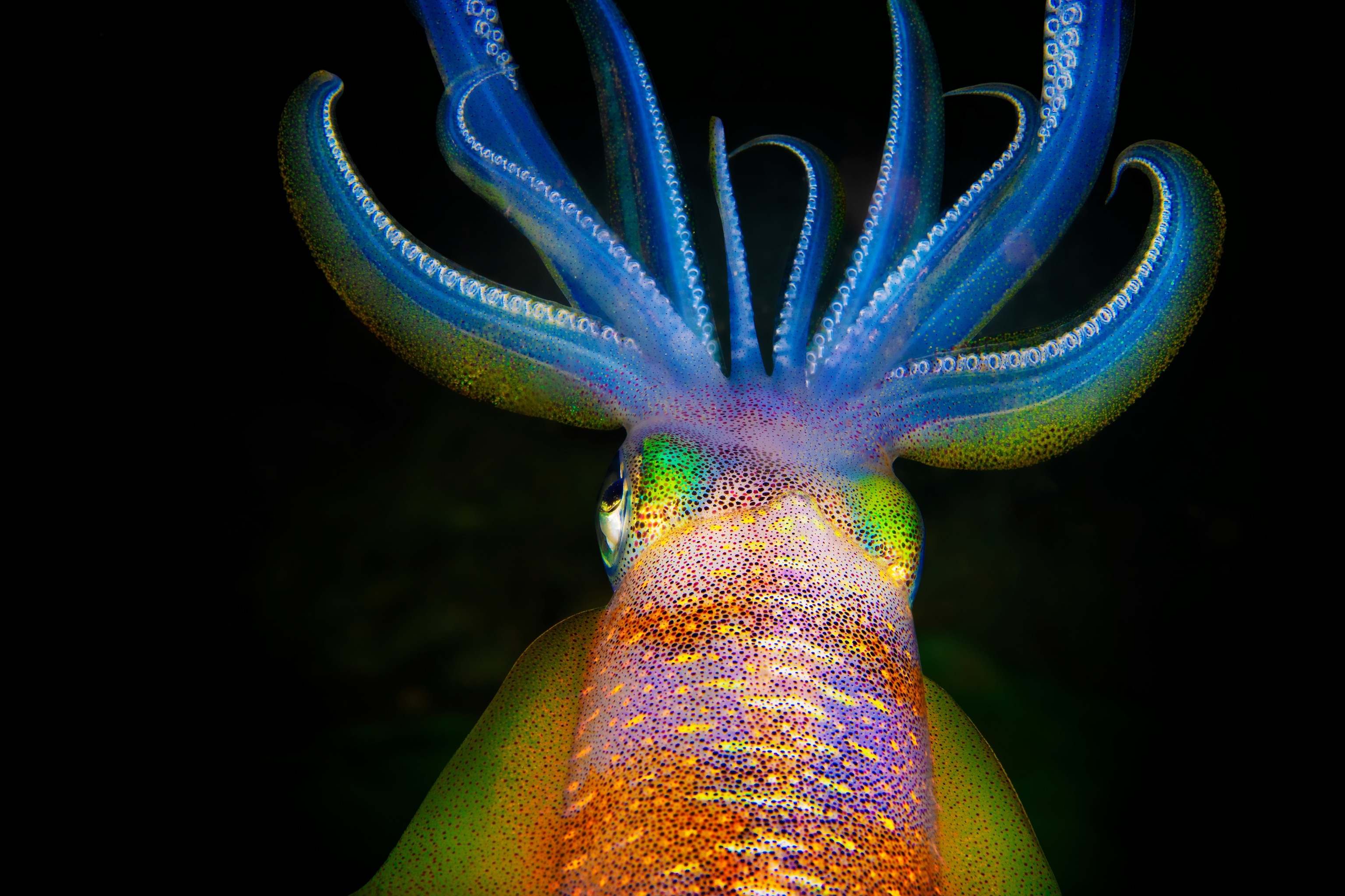 Bigfin reef squid, known for its rapid color-changing ability, photographed on a night dive in Raja Ampat, Indonesia.