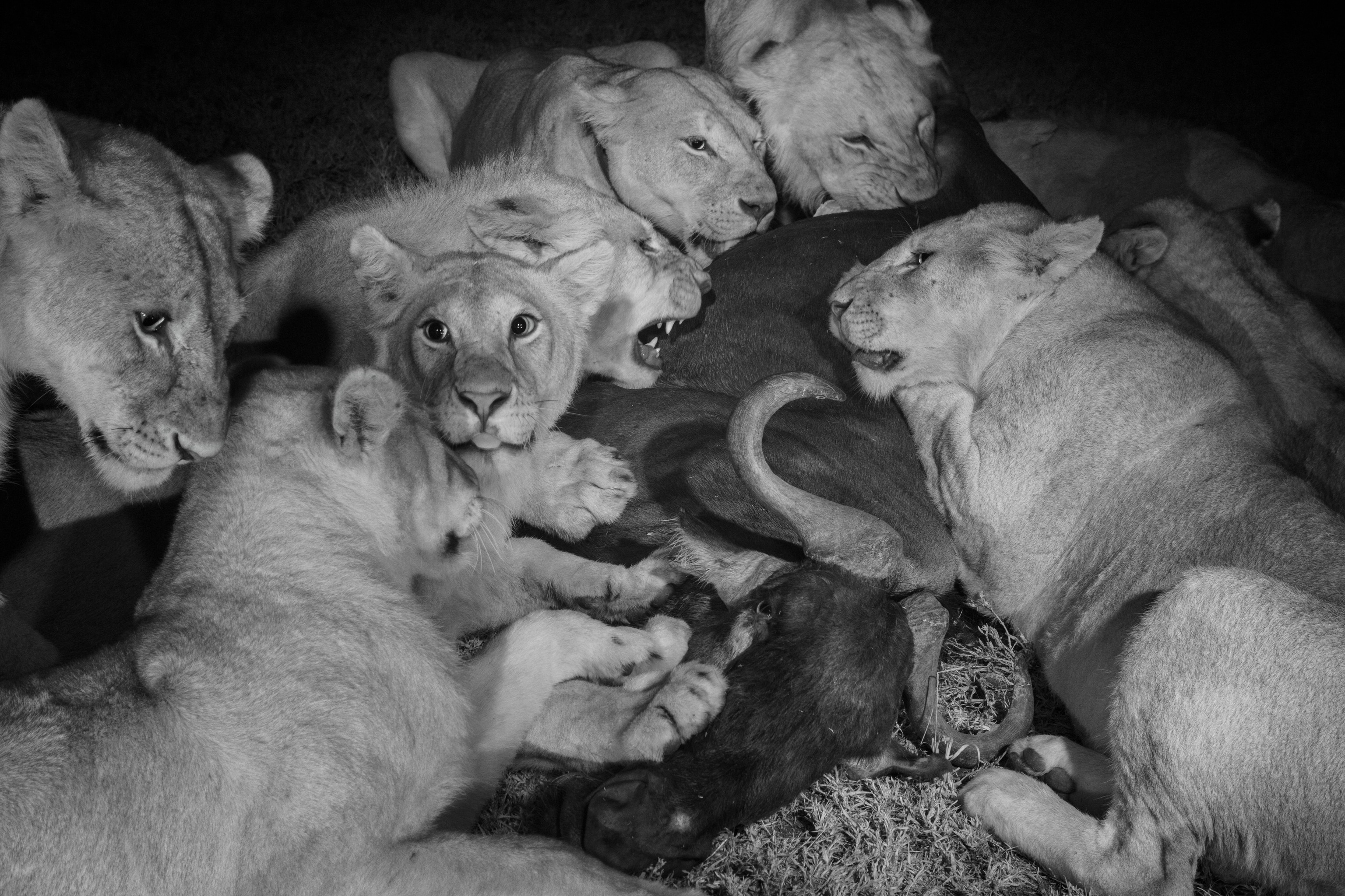 Lion cubs hover over a dead animal.