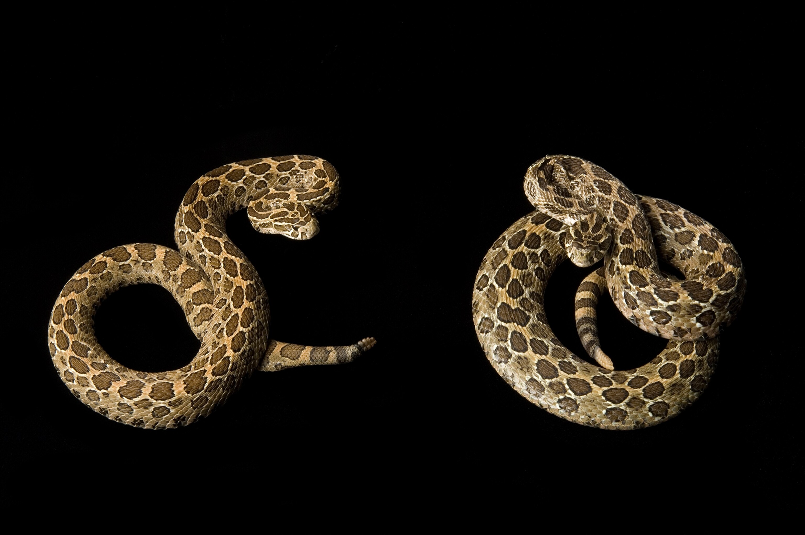a Mexican lance-headed rattlesnake taken at St. Louis Zoo