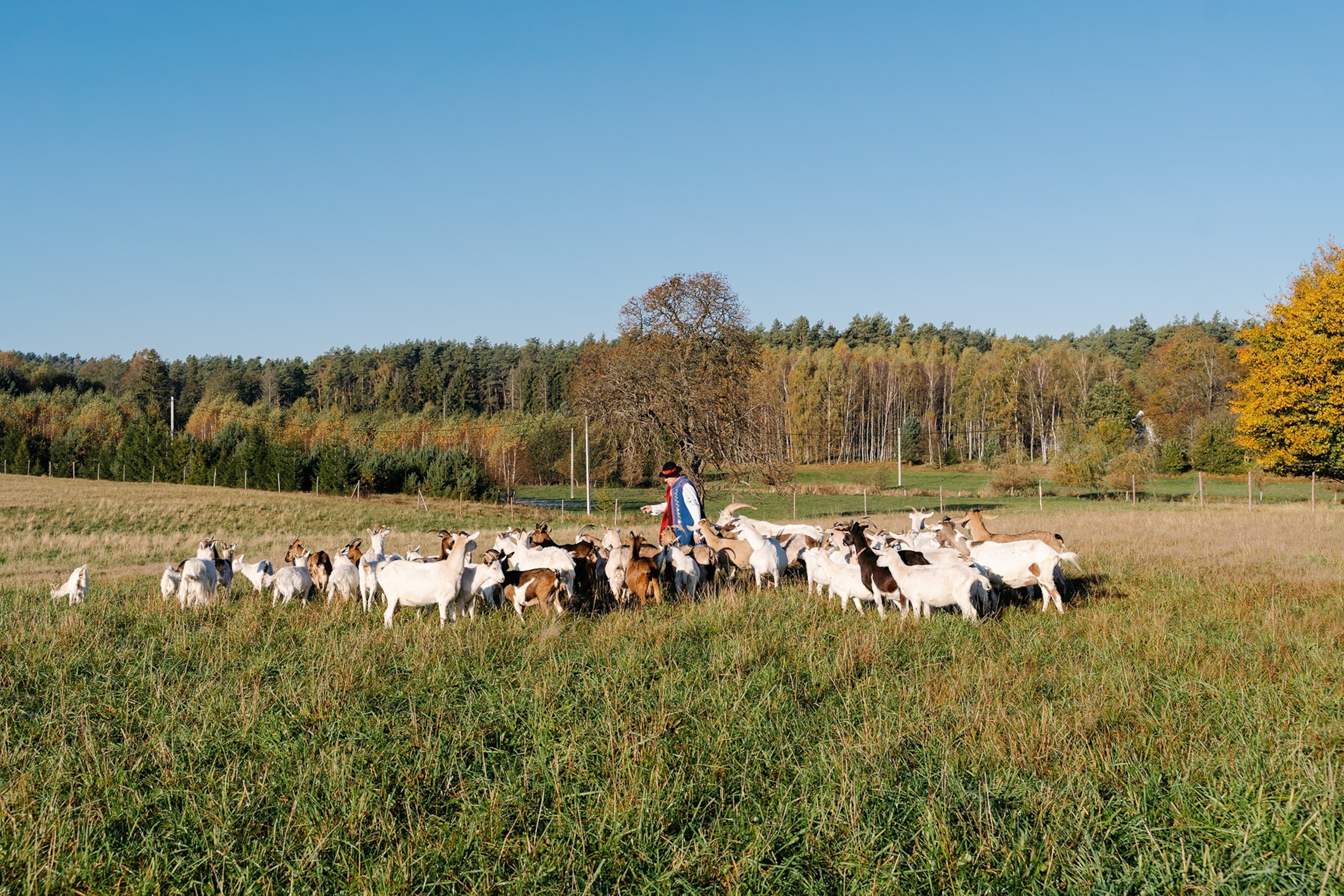 An older man in the centre of his goat herd on a field with a forest in the back.