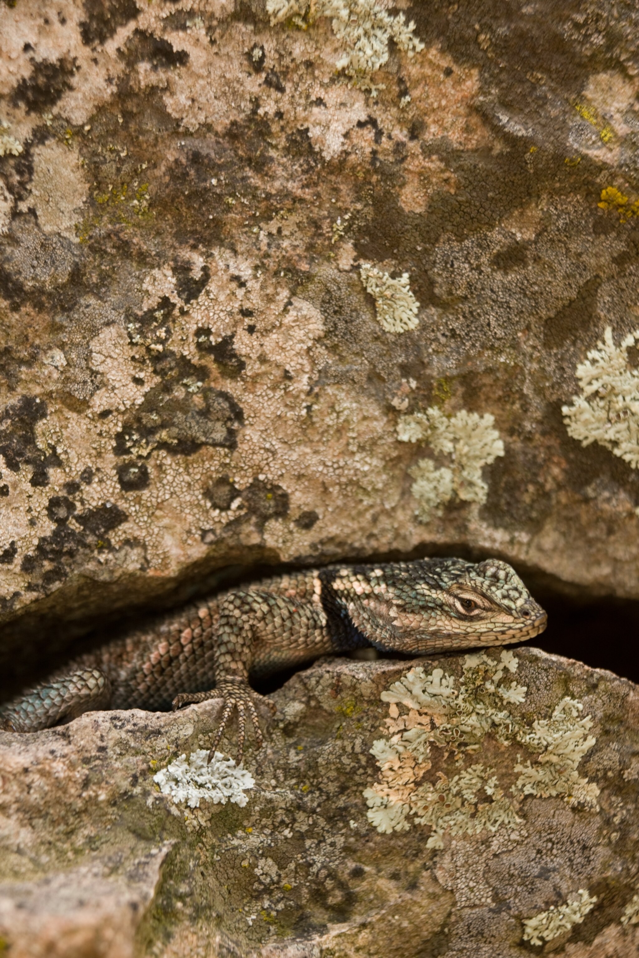 These reptiles have gone viral. Can you find them?