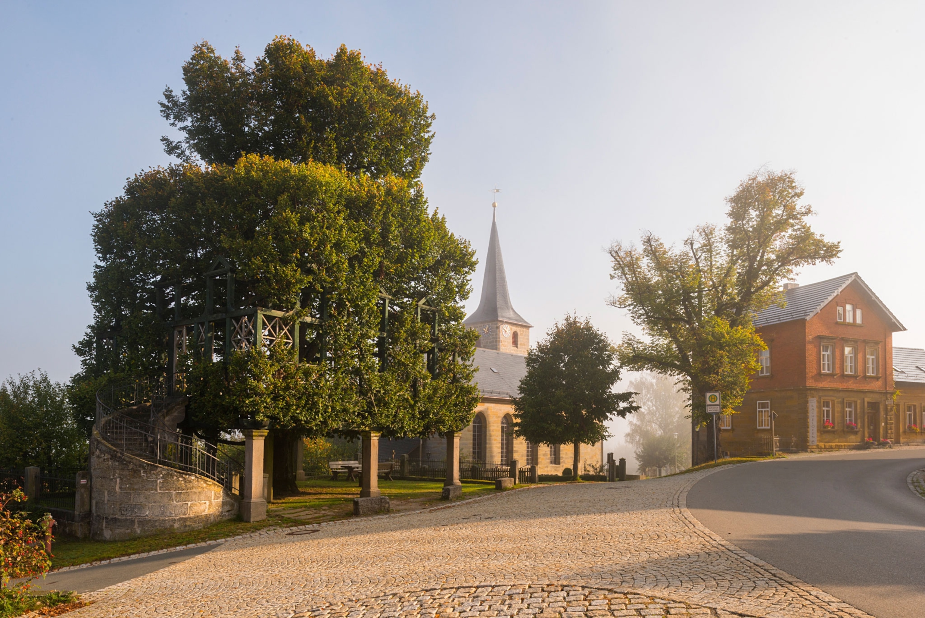 a linden tree in Germany