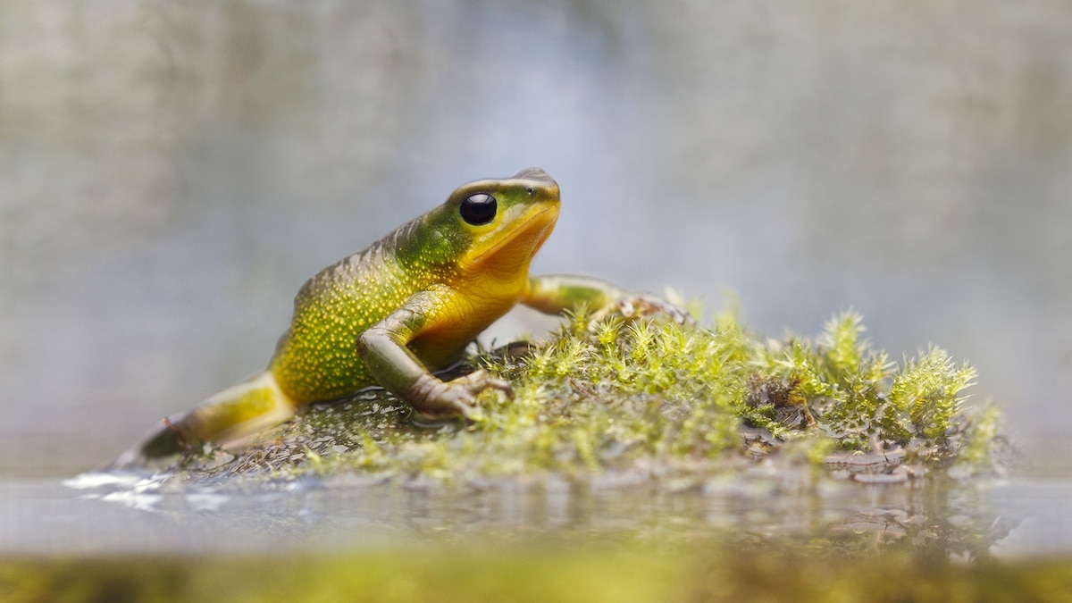 'Extinct' Toad Rediscovered in Ecuador | National Geographic