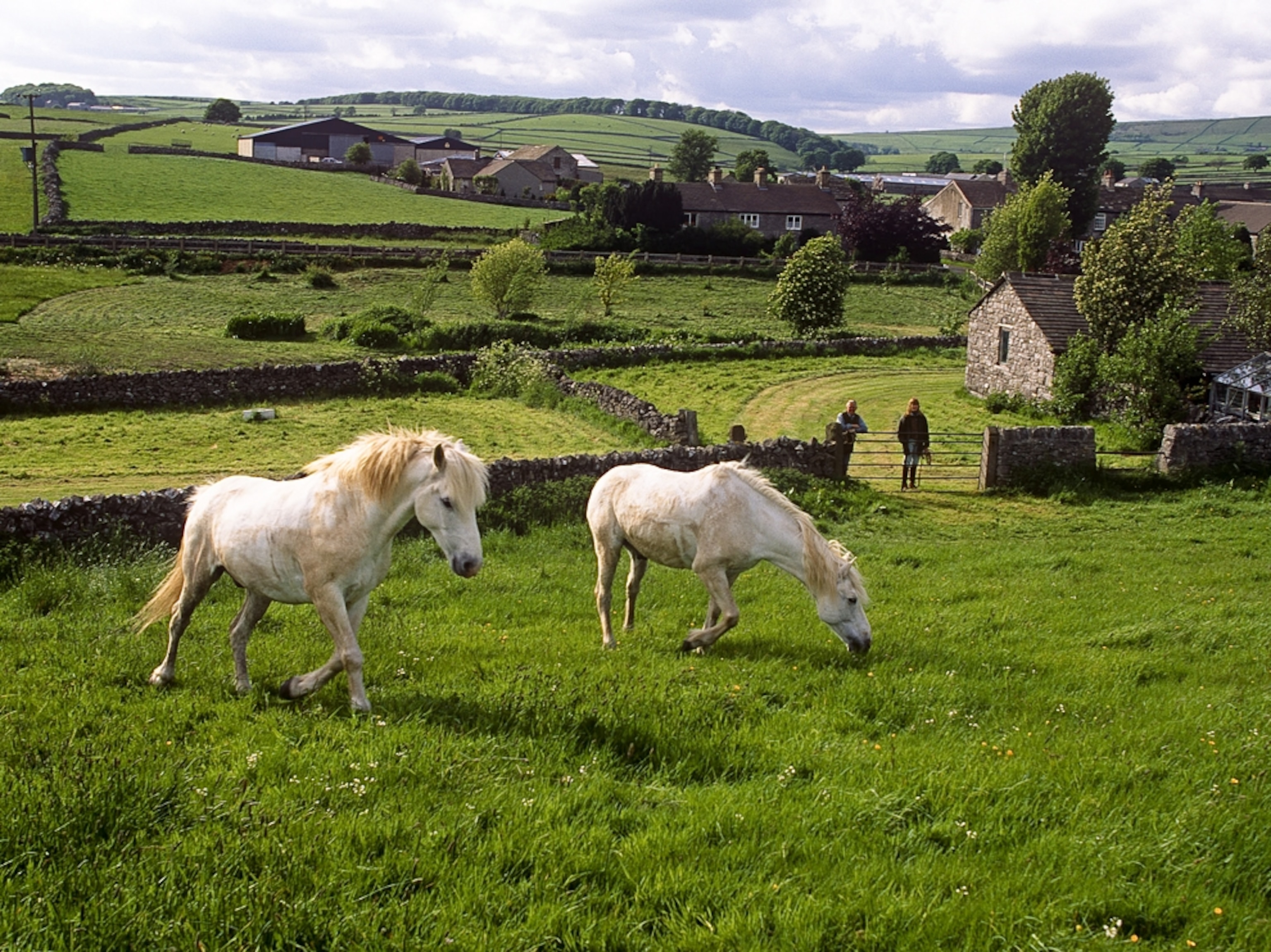 Horses in Peak District National Park