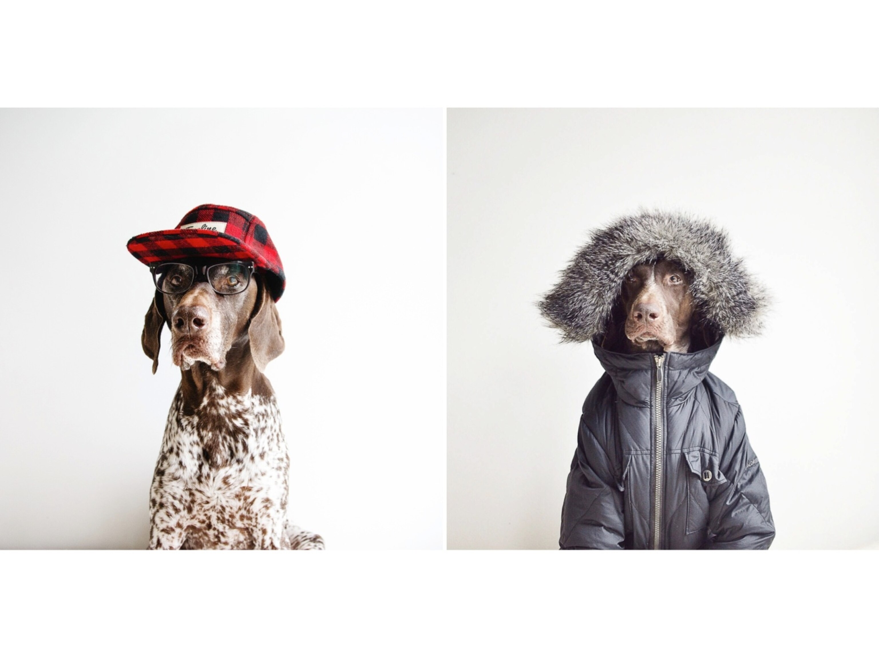"I love the image of Travis in the hat because -to me- his personality is shining through! We affectionately call him "Mr. Serious" It's also no easy feat to get a dog to balance a hat and a pair of glasses, it shows what a pro he is." "I love the image of Gus wearing my parka because he looks so soulful and human like, it's also a contrast to his goofy (Goosey) personality. To me pointers make the best models because they love to work for their humans. Some dogs would be uncomfortable being dressed up but both of my dogs get excited when the camera comes out and really know how to put on a good model face."