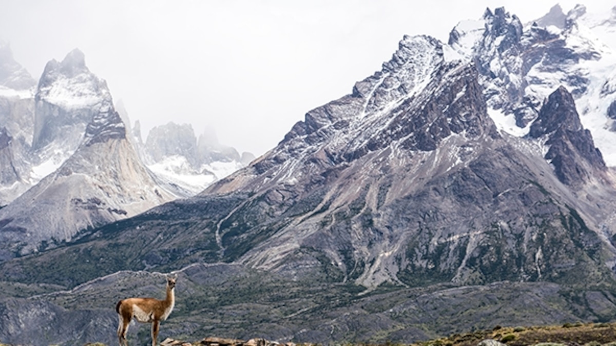 Patagonia Dreaming: Adventures in Torres del Paine