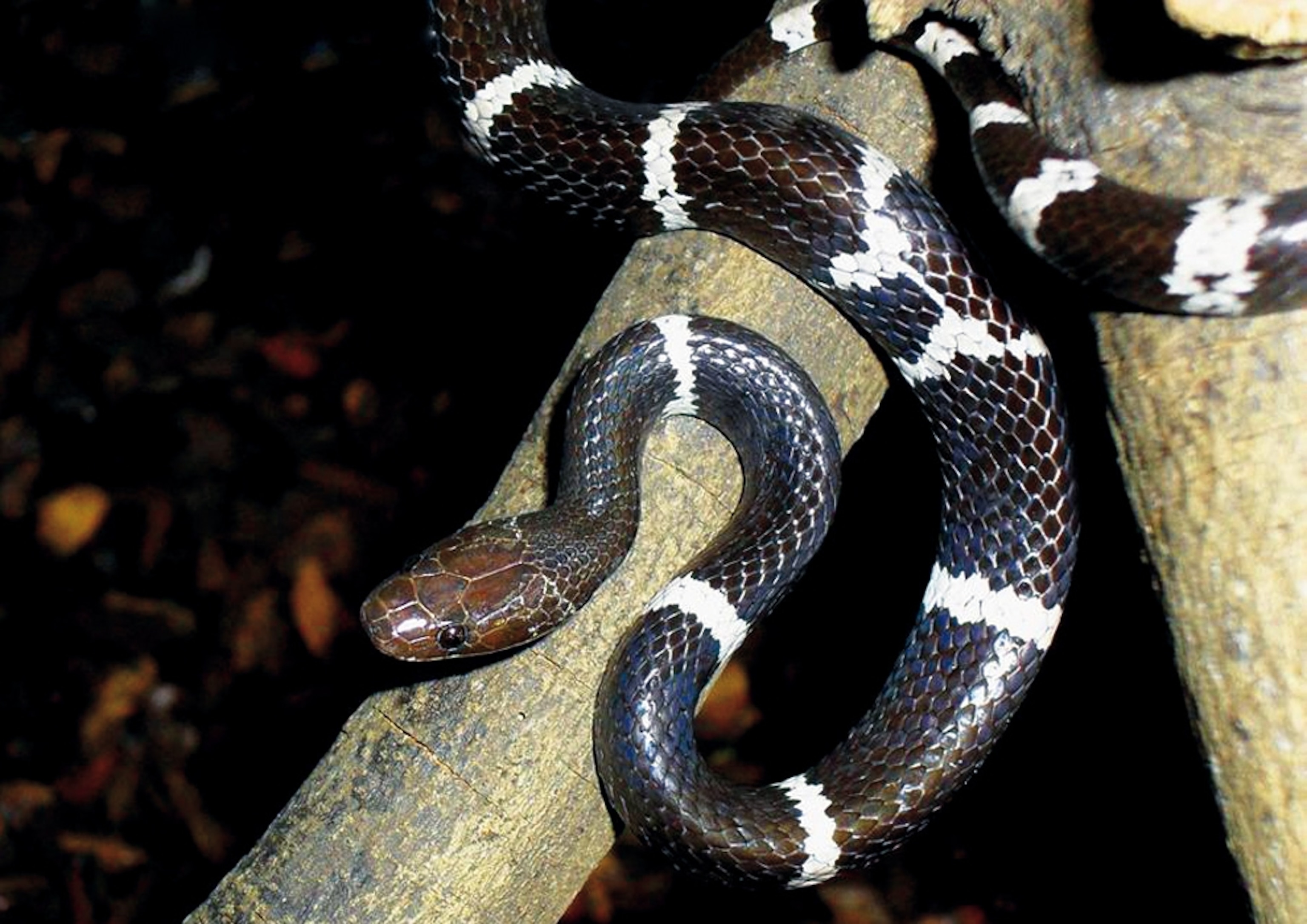 Wolf snake picture: one of 208 new species found in the Greater Mekong region in 2010