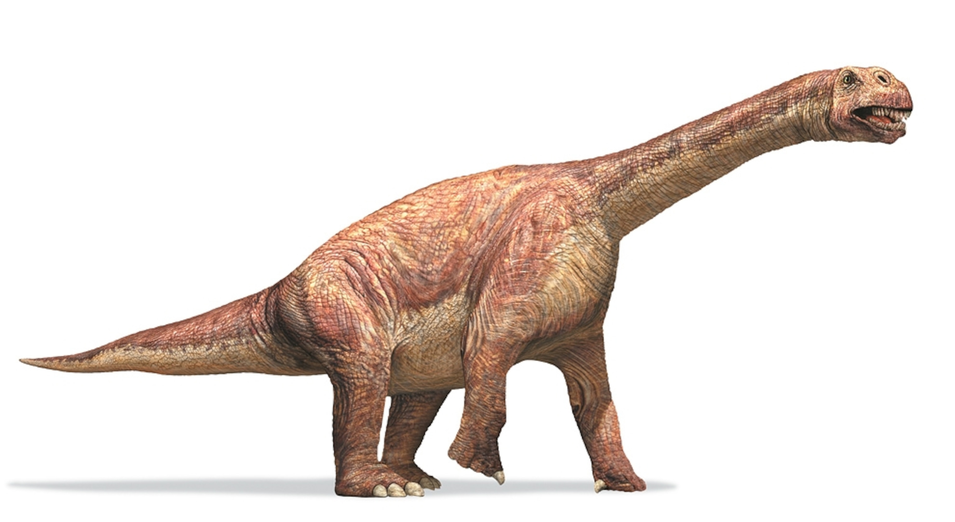 Dinosaur picture: Camarasaurus.