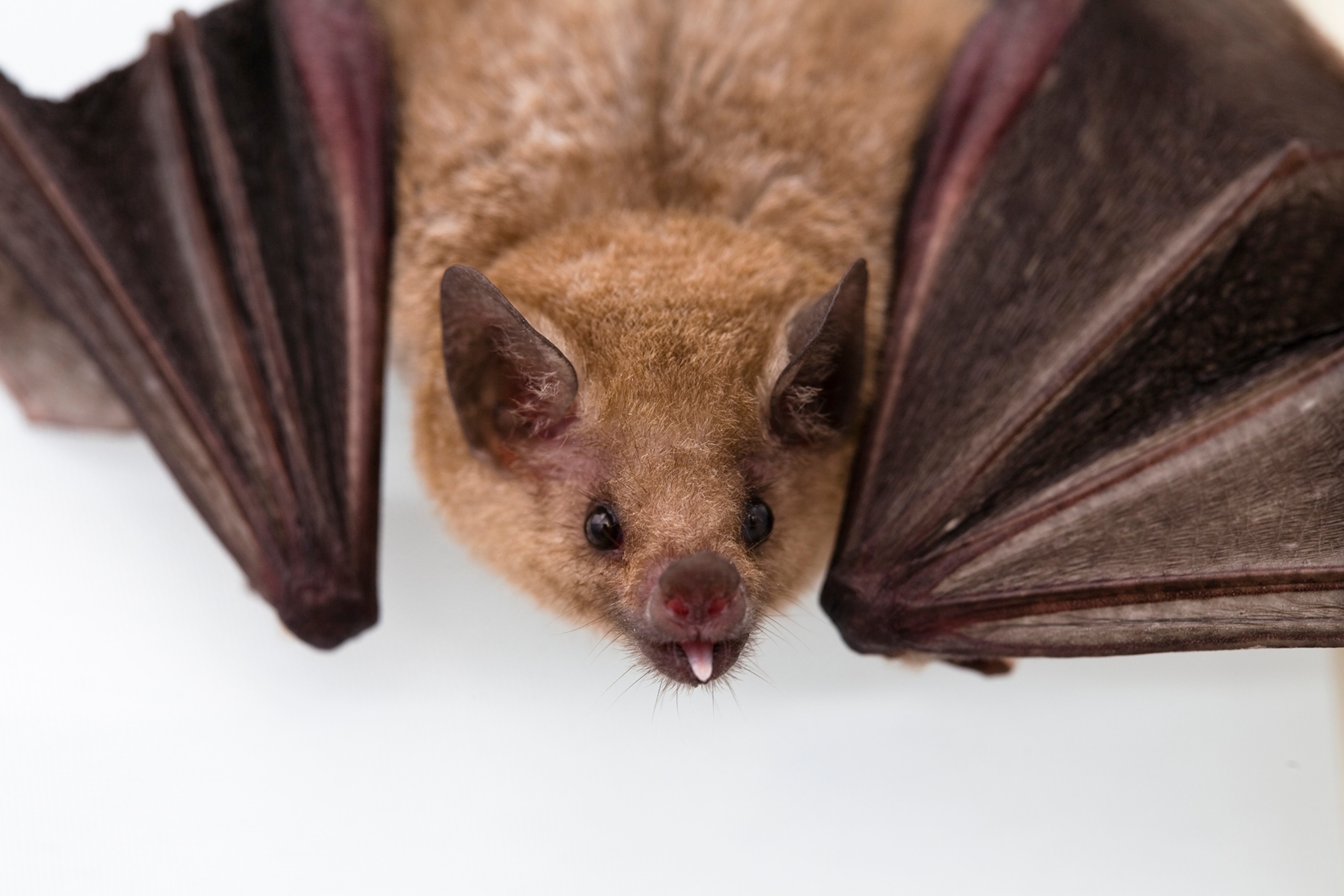 bat