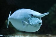 Funny Animal Fish I Saw A Weird Puffer Fish Today AI Partner Funny Animal Fish I Saw A Weird Puffer Fish Today AI Partner