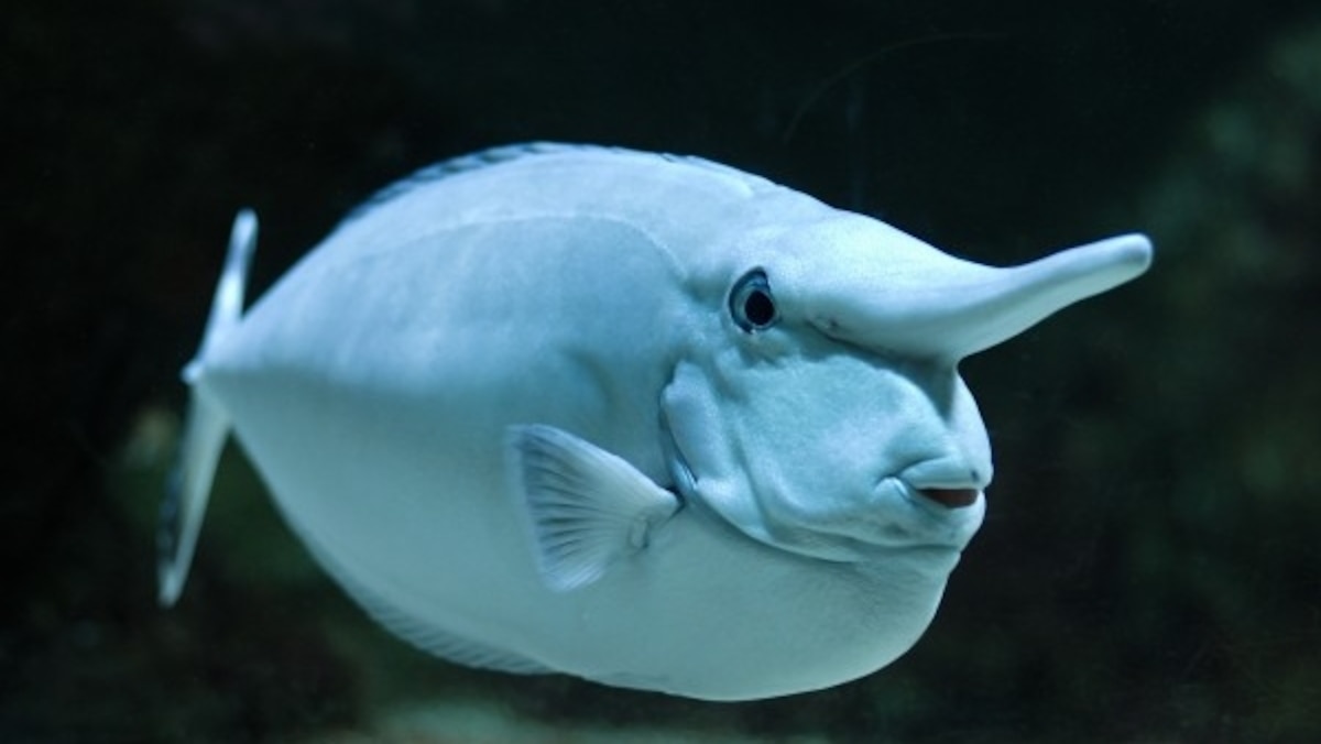 5 Animals With Weird Noses