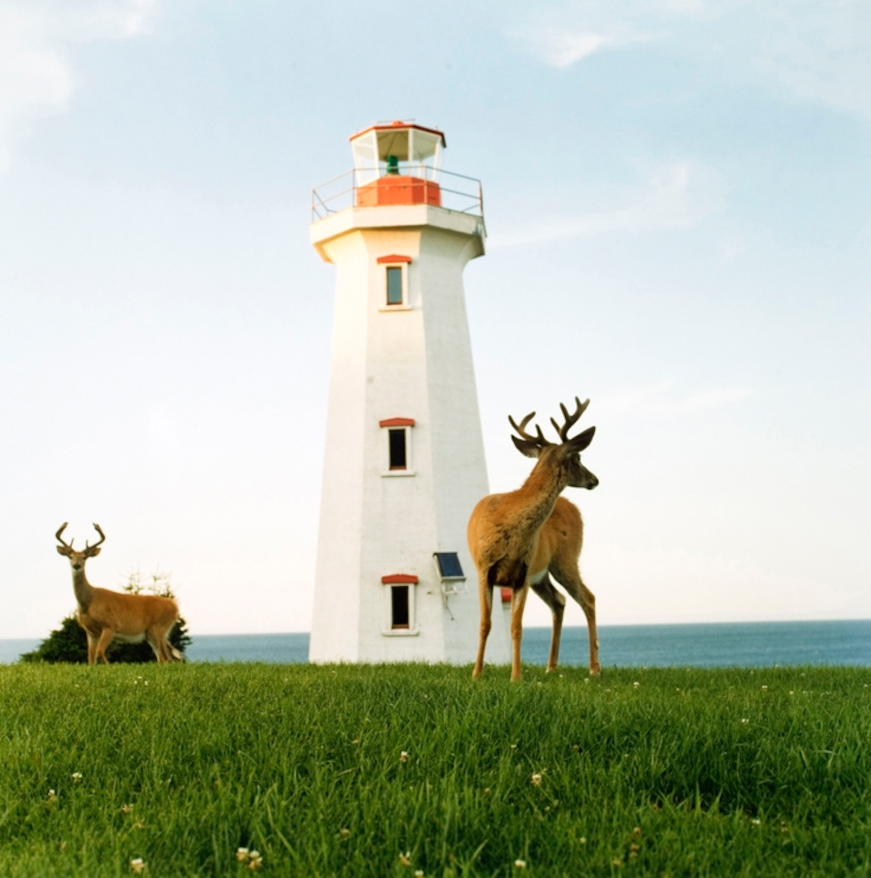 two deer before a lighthouse on Anticosti Island in Quebec