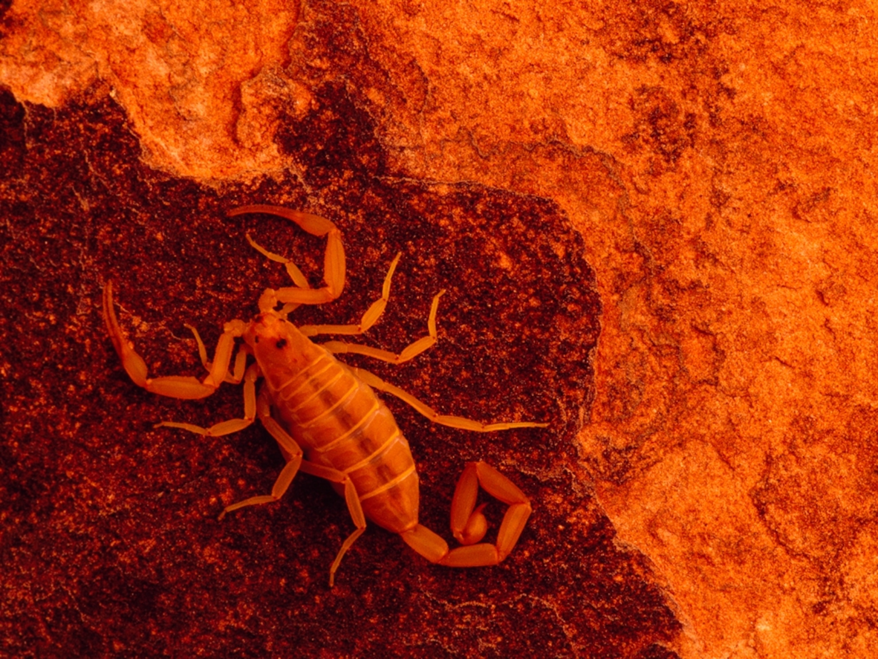 Orange scorpion on a rock