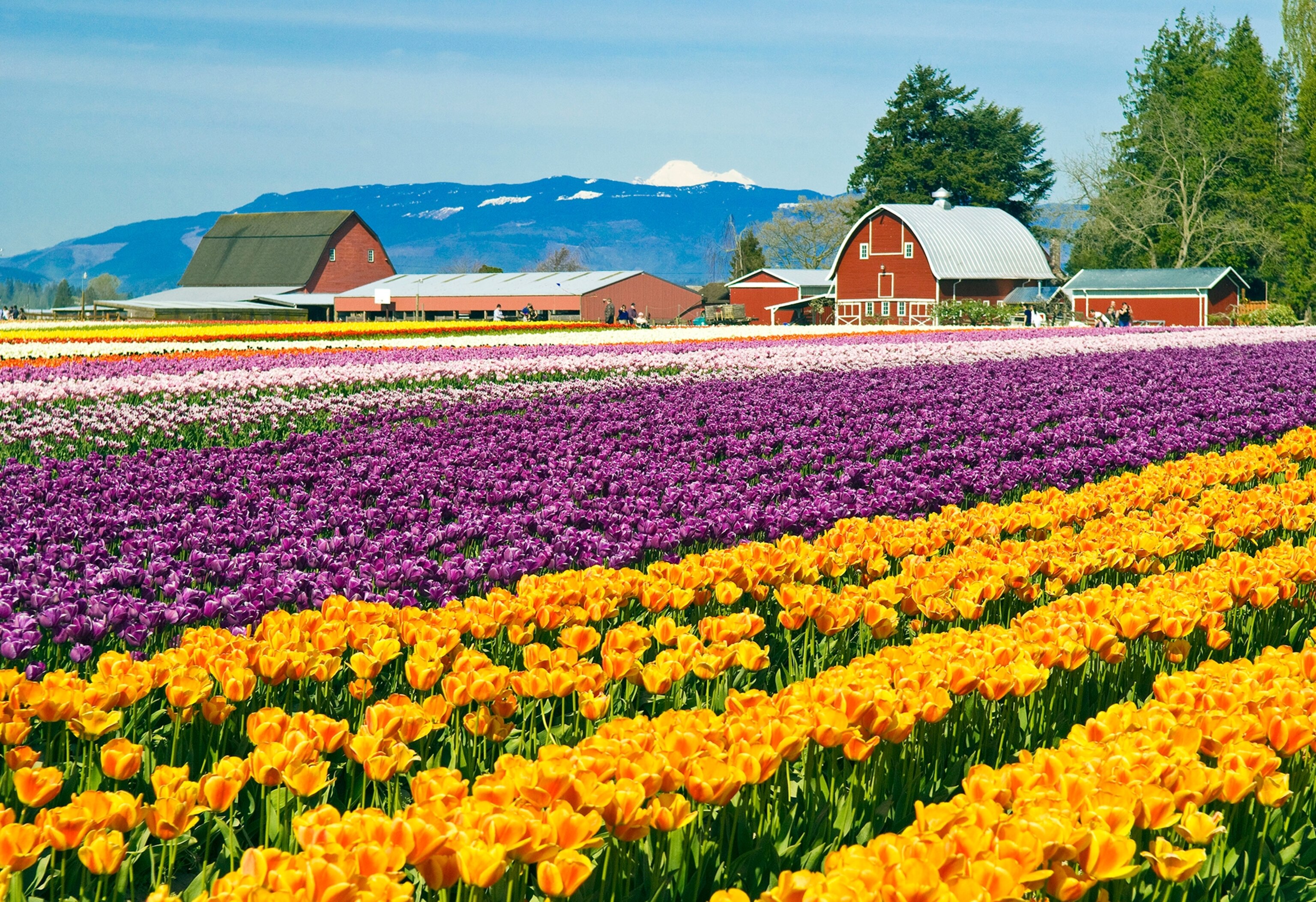 tulip fields at Tulip Town, Skagit Valley, Washington.