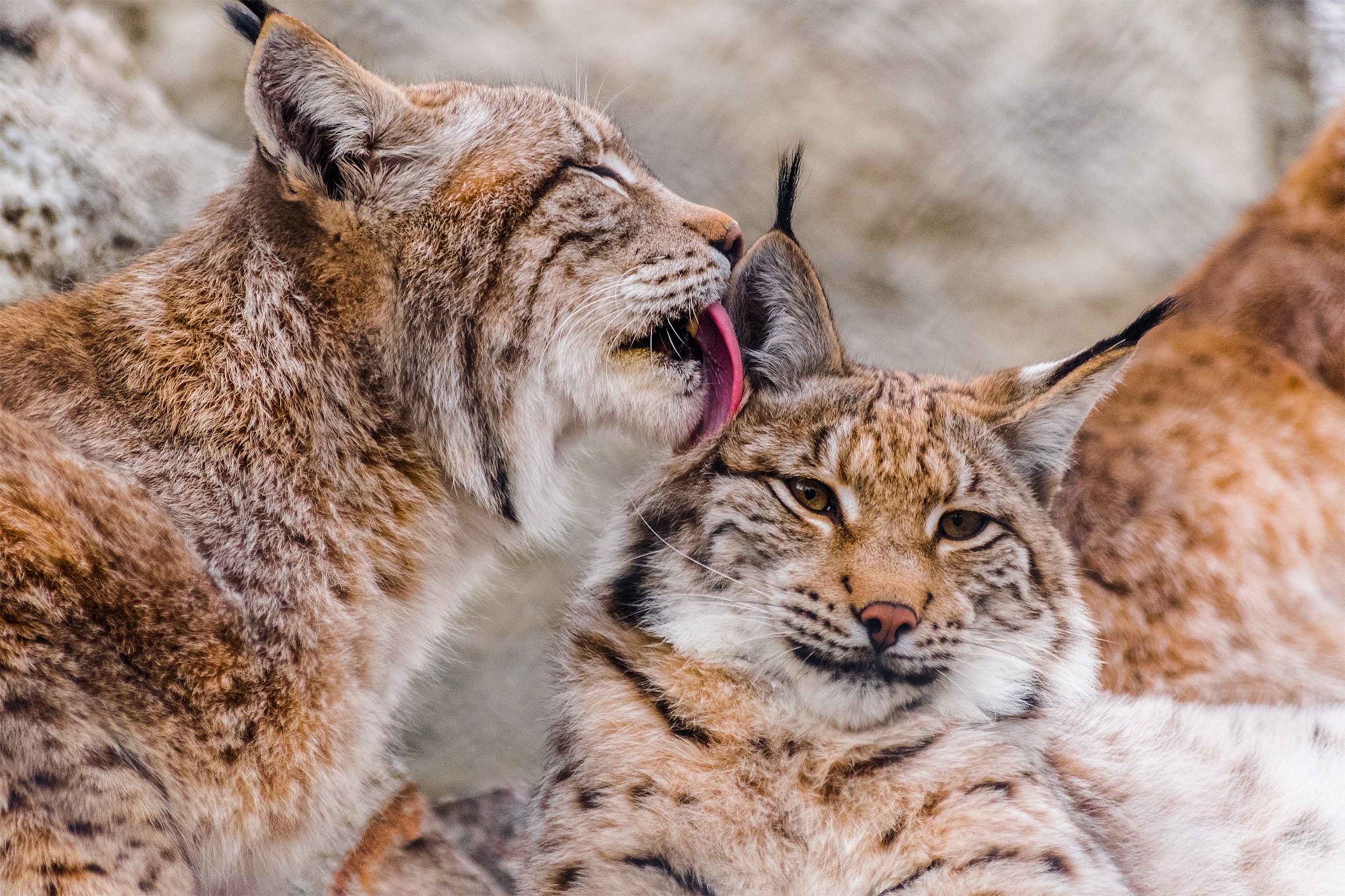 a close up of two lynx
