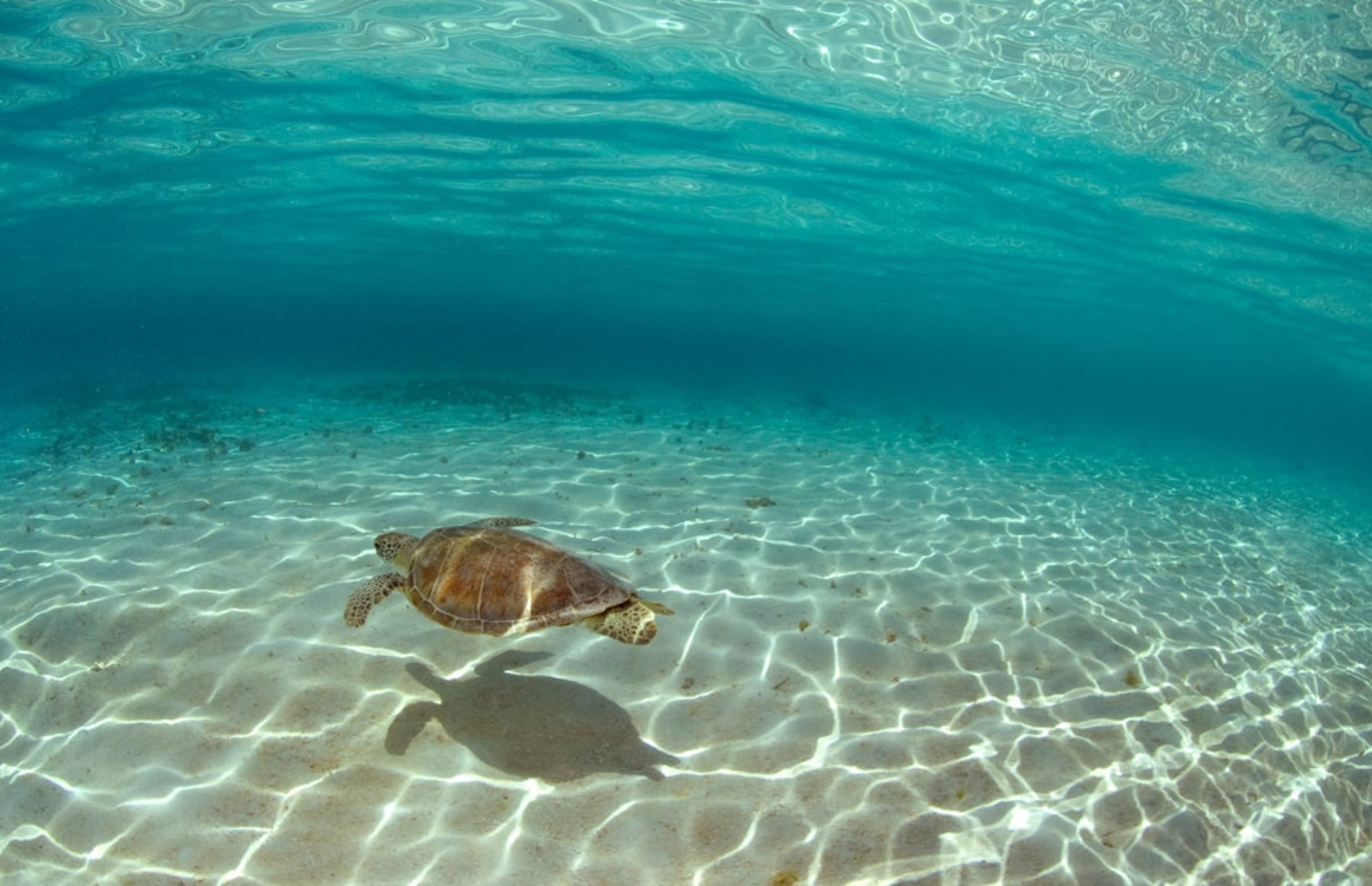 Green Sea Turtle Swimming in Shallow Water in Caribbean sea